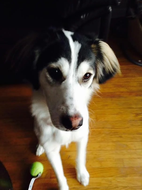 JOEY - Spaniel/Retriever Mix