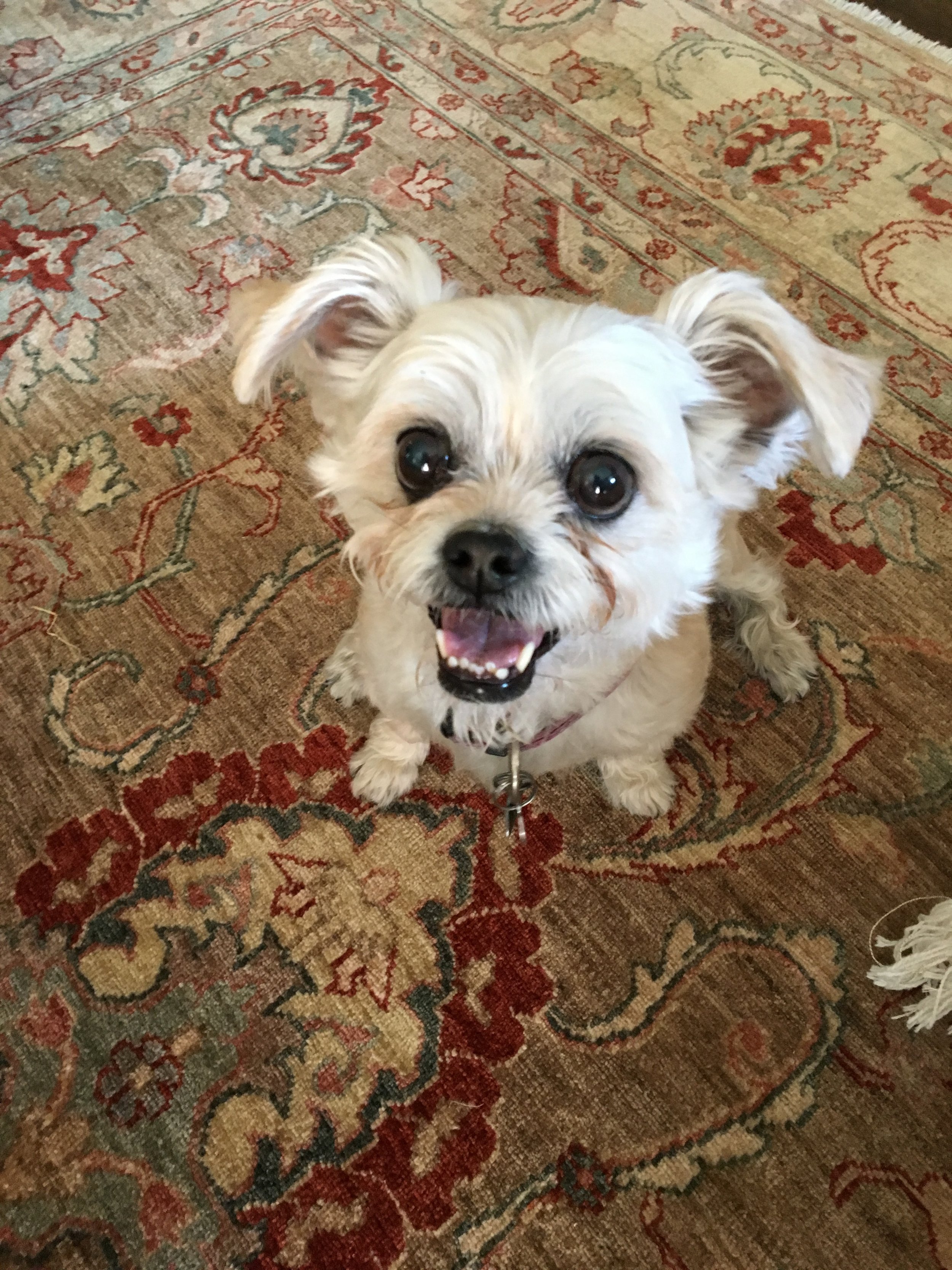 KELLY - Shih Tzu Chihauhau Mix