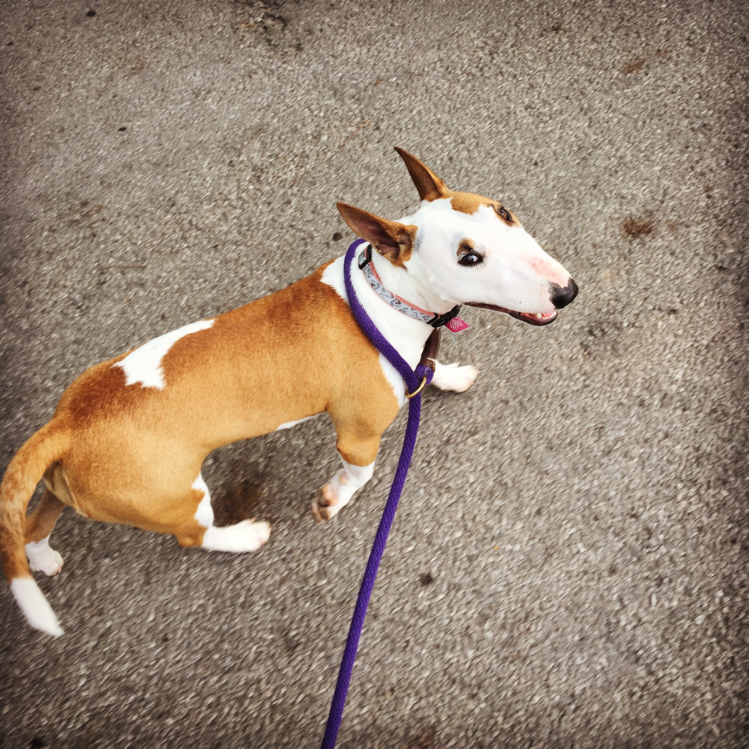 KOKO - Miniature Bull Terrier