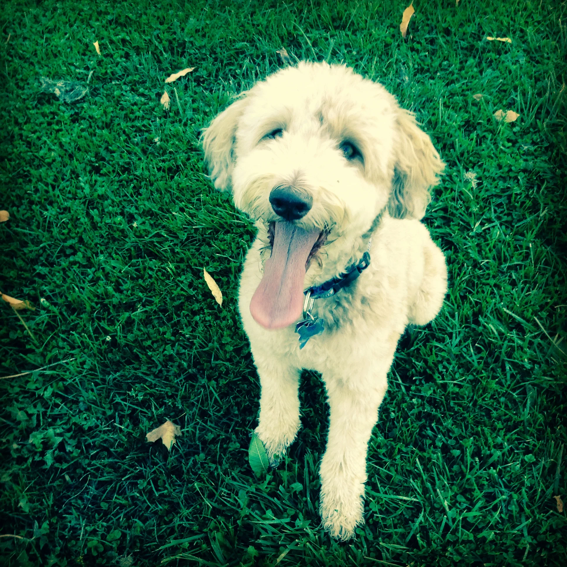 KYLIE - Aussiedoodle