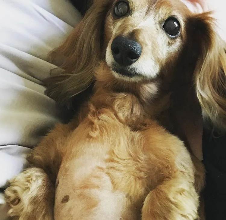 LIBBY - Miniature Long Haired Dachshund