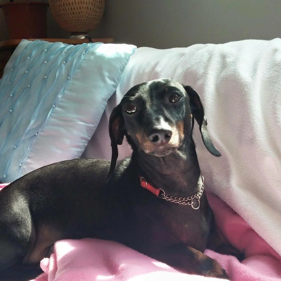 CONAN - Mini Short Haired Dachshund