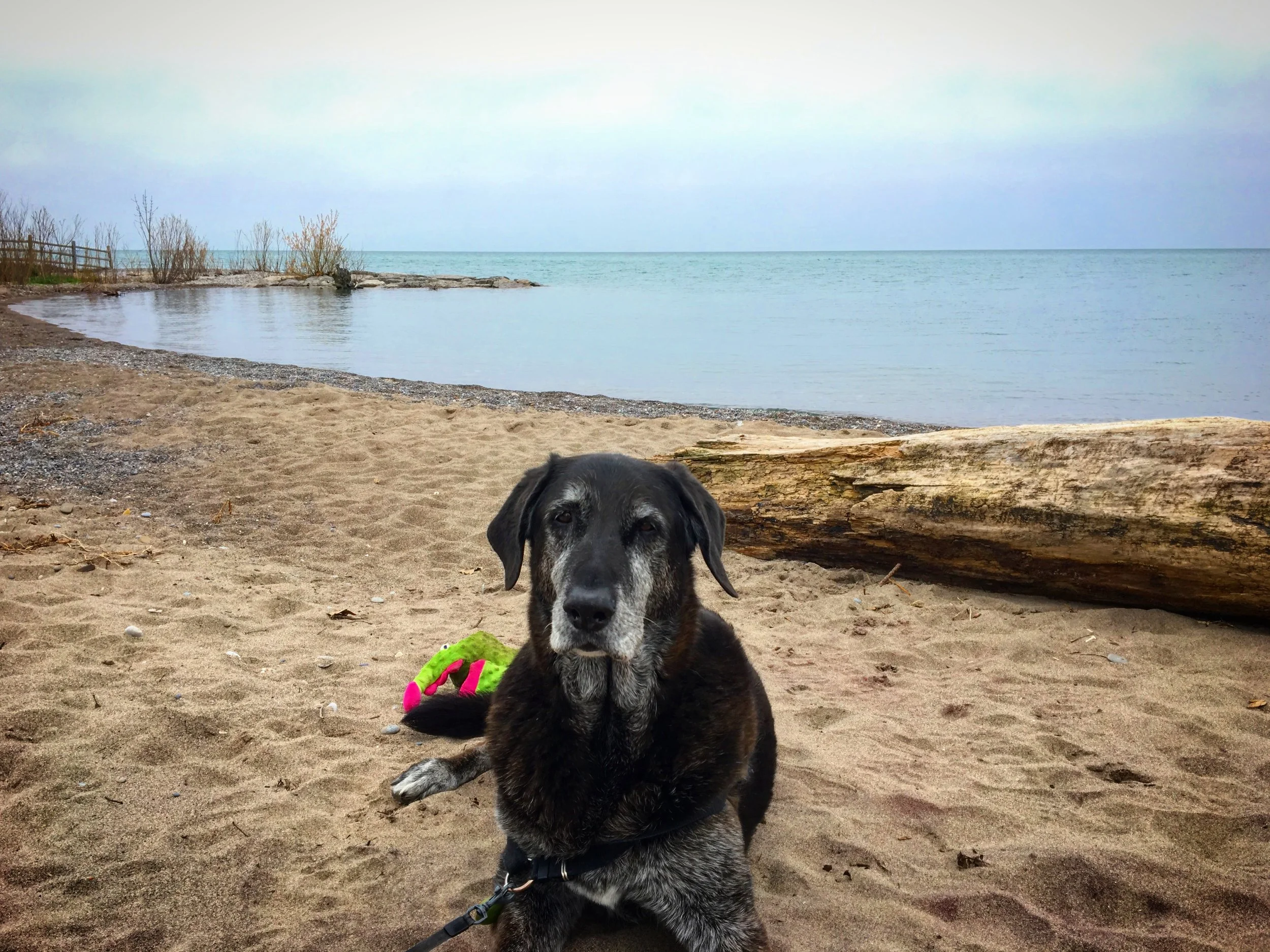 JACKSON - Lab/Great Dane Mix
