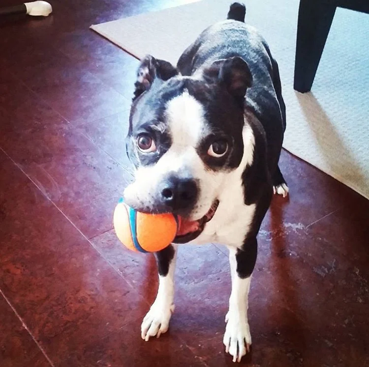 AXEL - Boston Terrier/Boxer