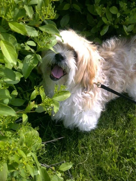 JAKE - Lhasa Apso