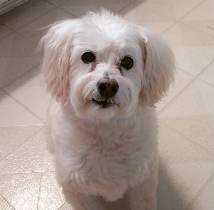 LAFFO - Maltese Poodle