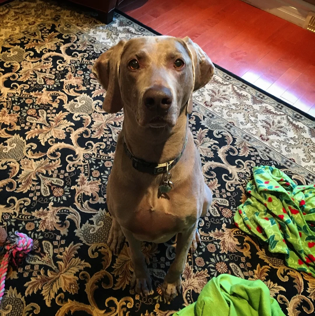 TYSON - Weimaraner