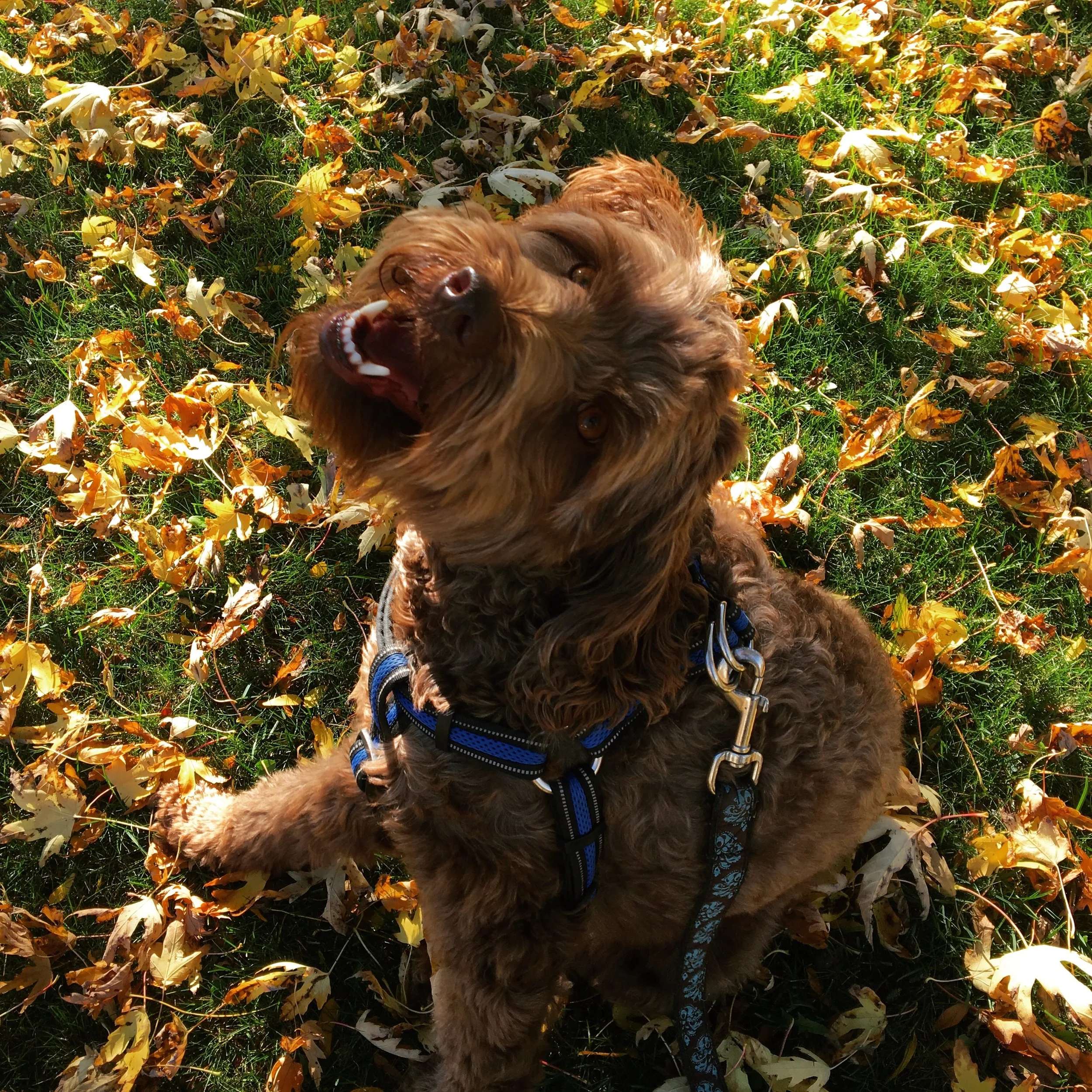 SUNNY - Australian Labradoodle