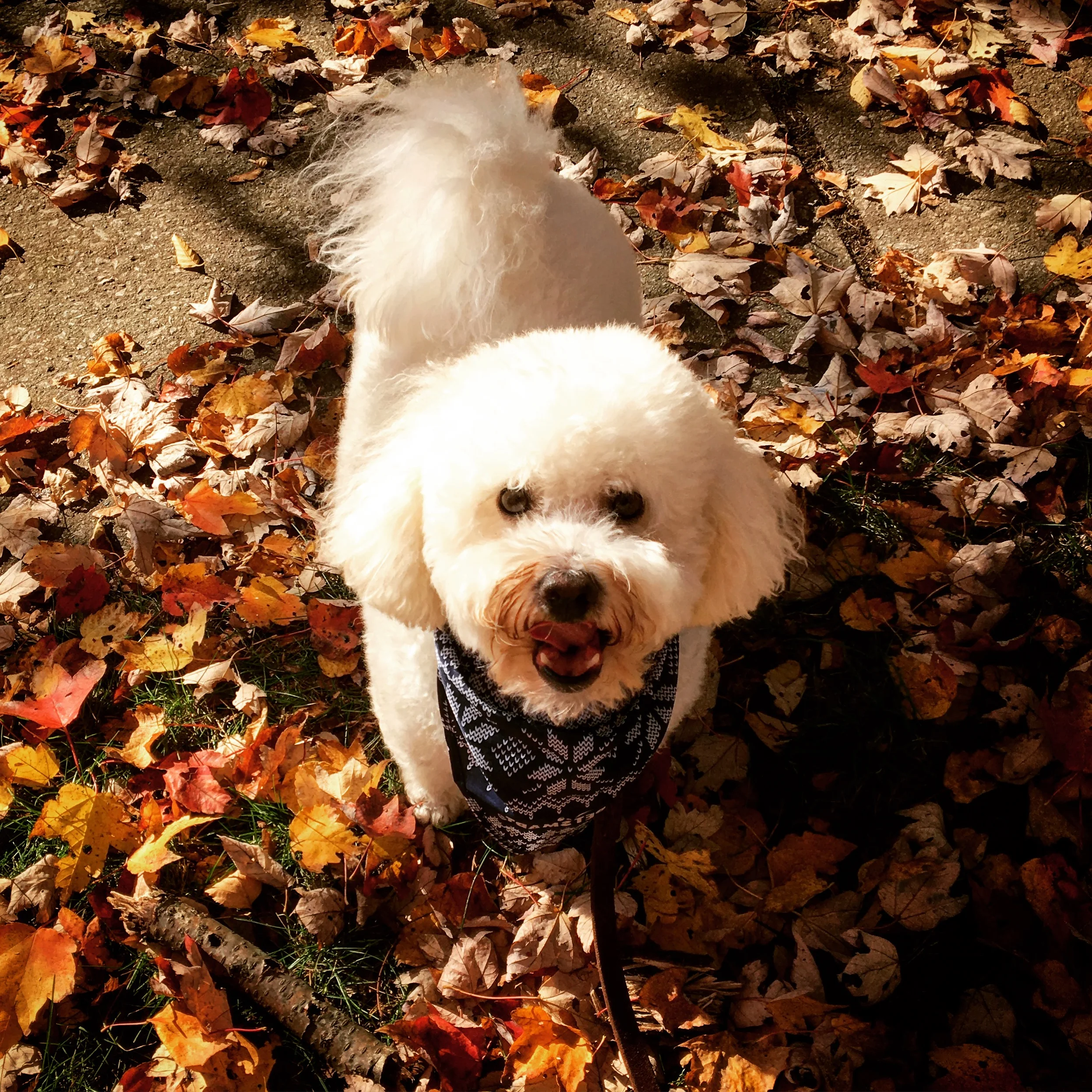 LEXINGTON - Bichon Frise