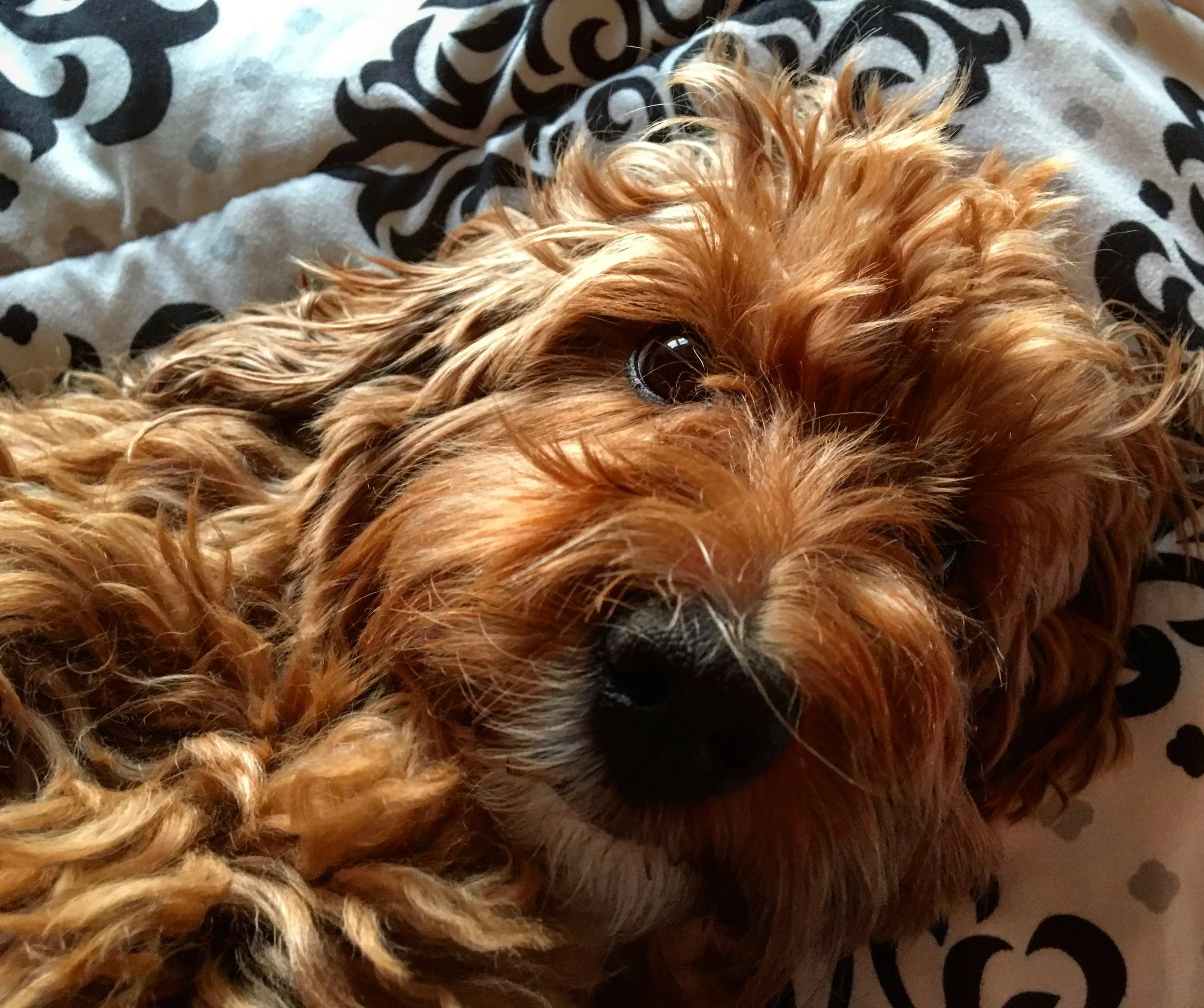 LATTE - Mini Goldendoodle