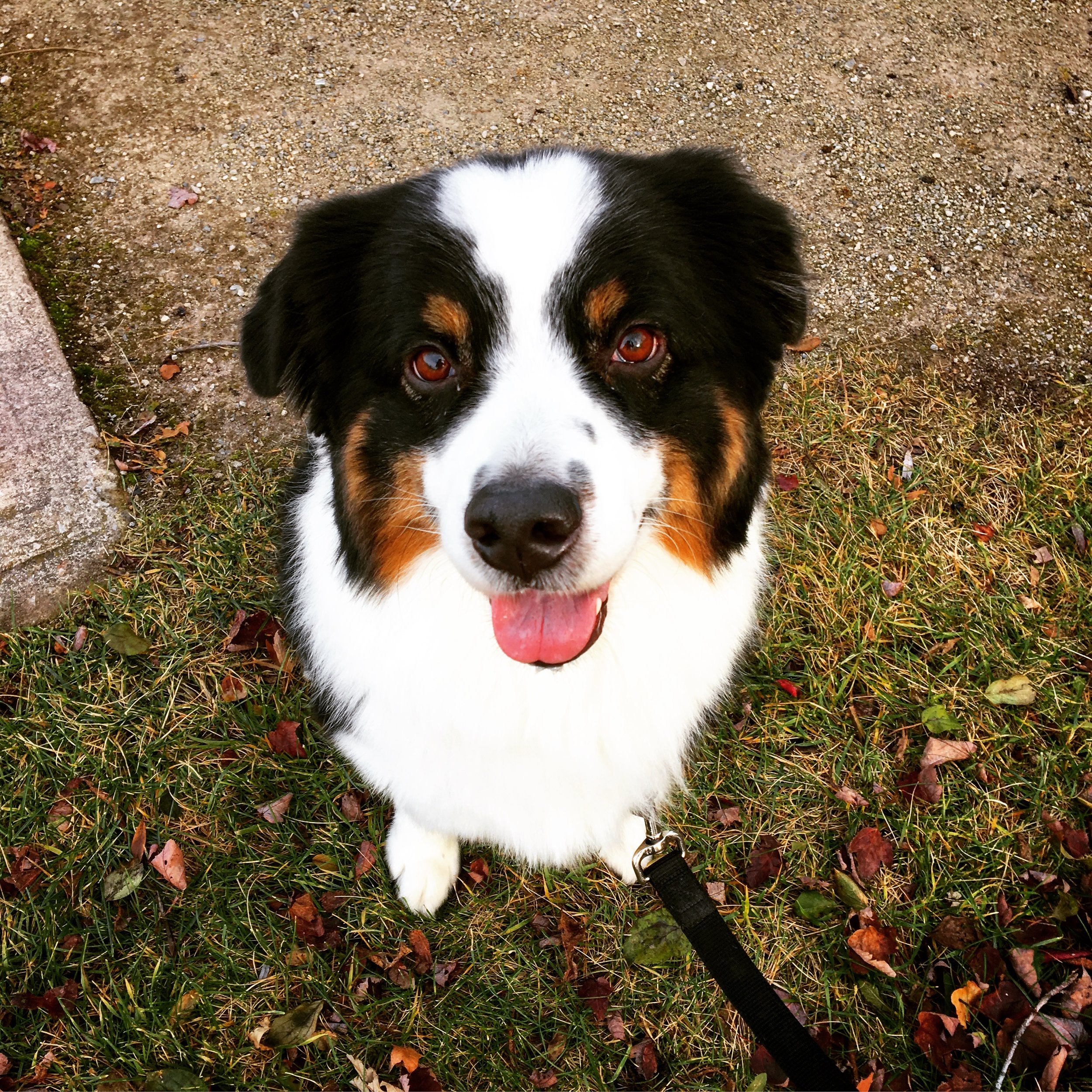 SUMMER - Mini Aussie Shepherd