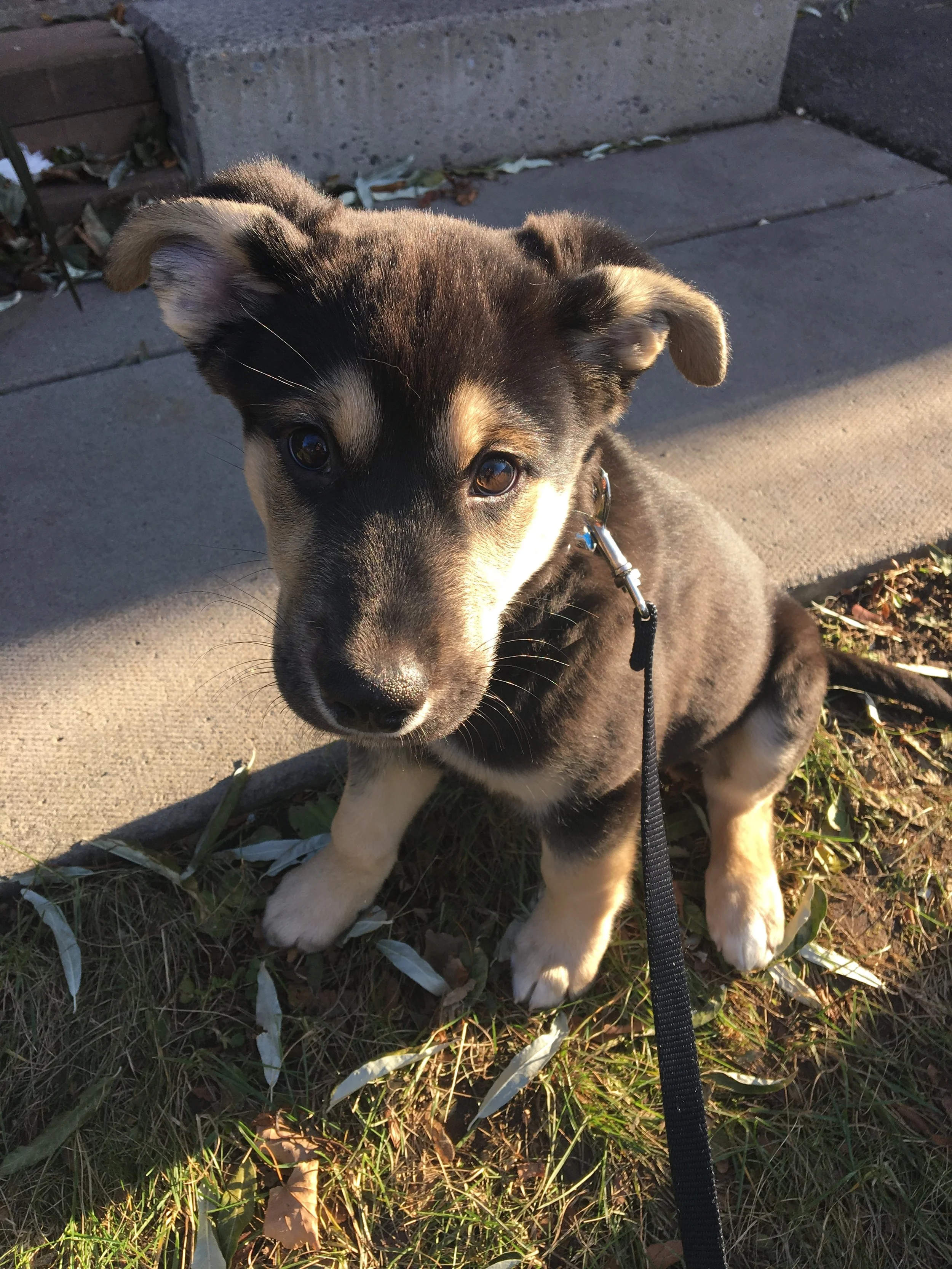 JAVA - Shepherd Mix