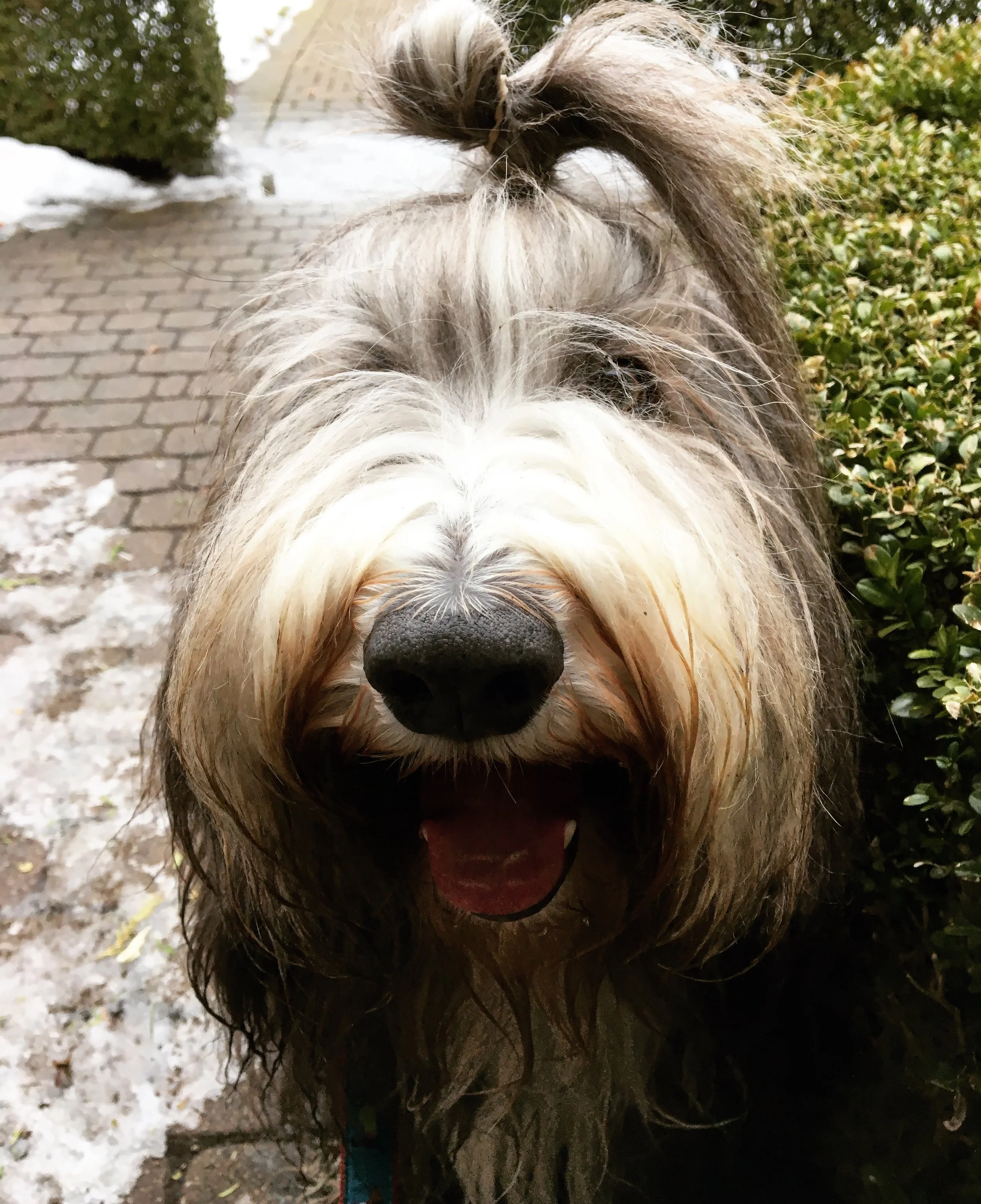 CHARLIE - Bearded Collie