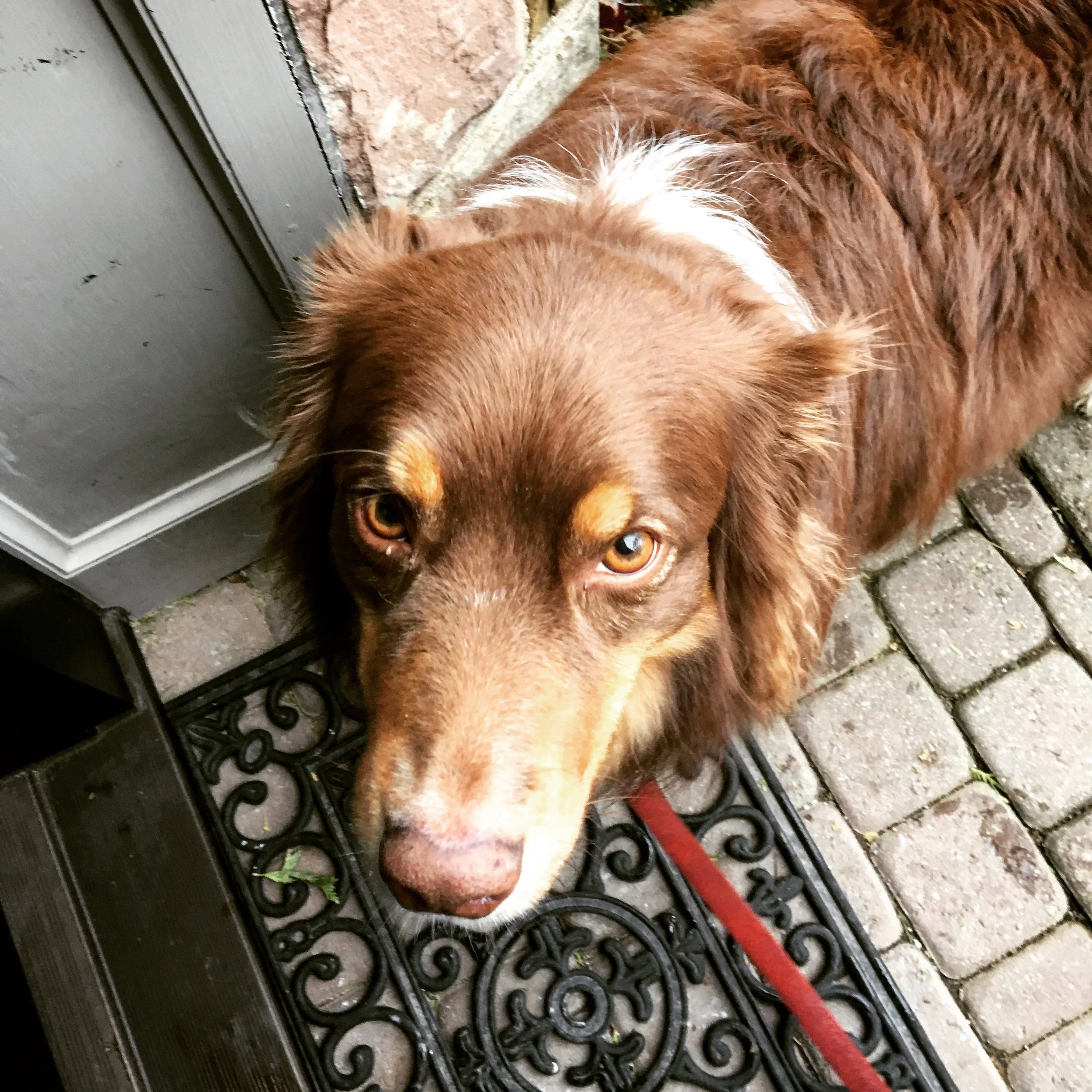 TILLEY - Australian Shepherd