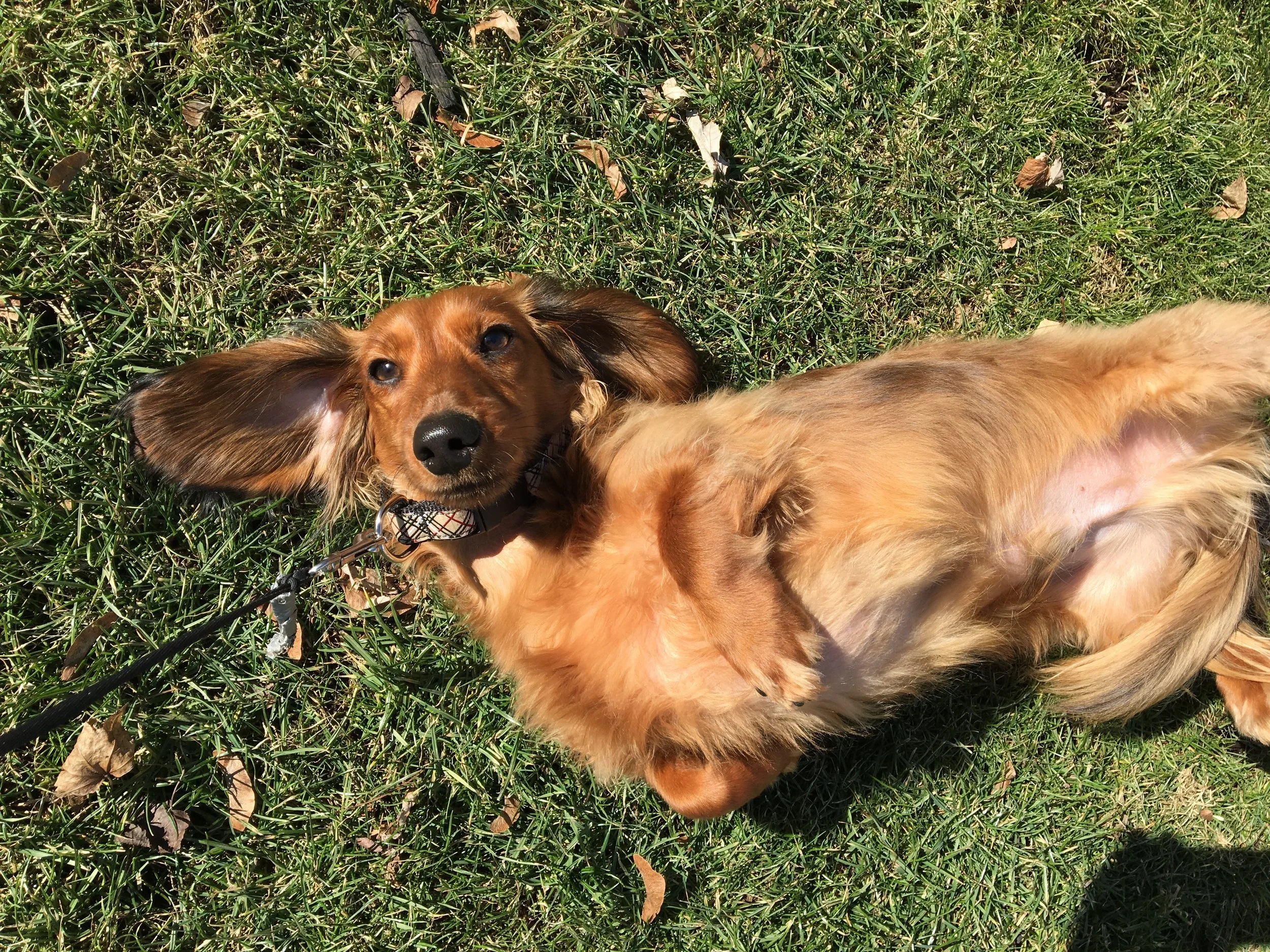 PEANUT - Mini Long-Haired Dachshund