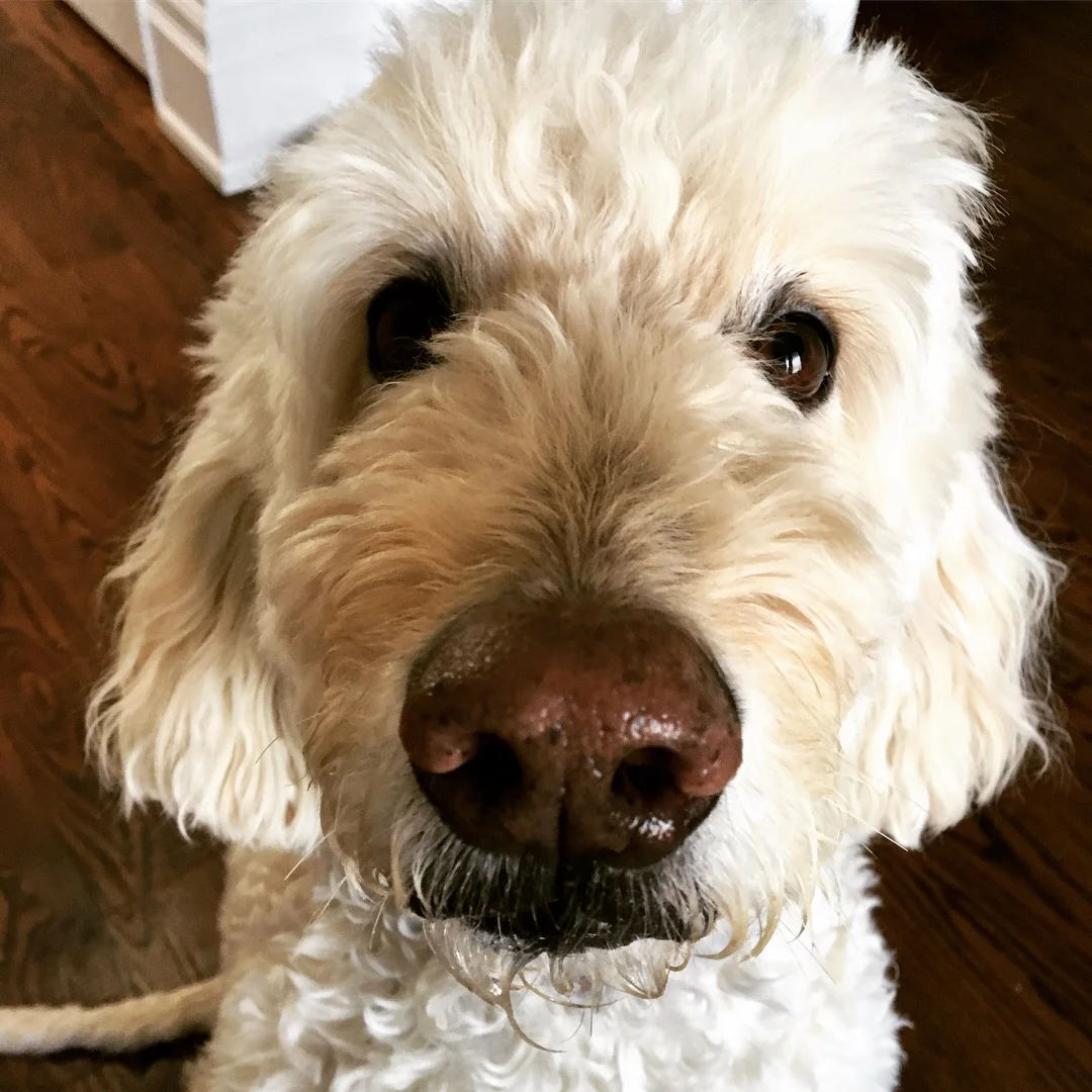 DUDE - Goldendoodle