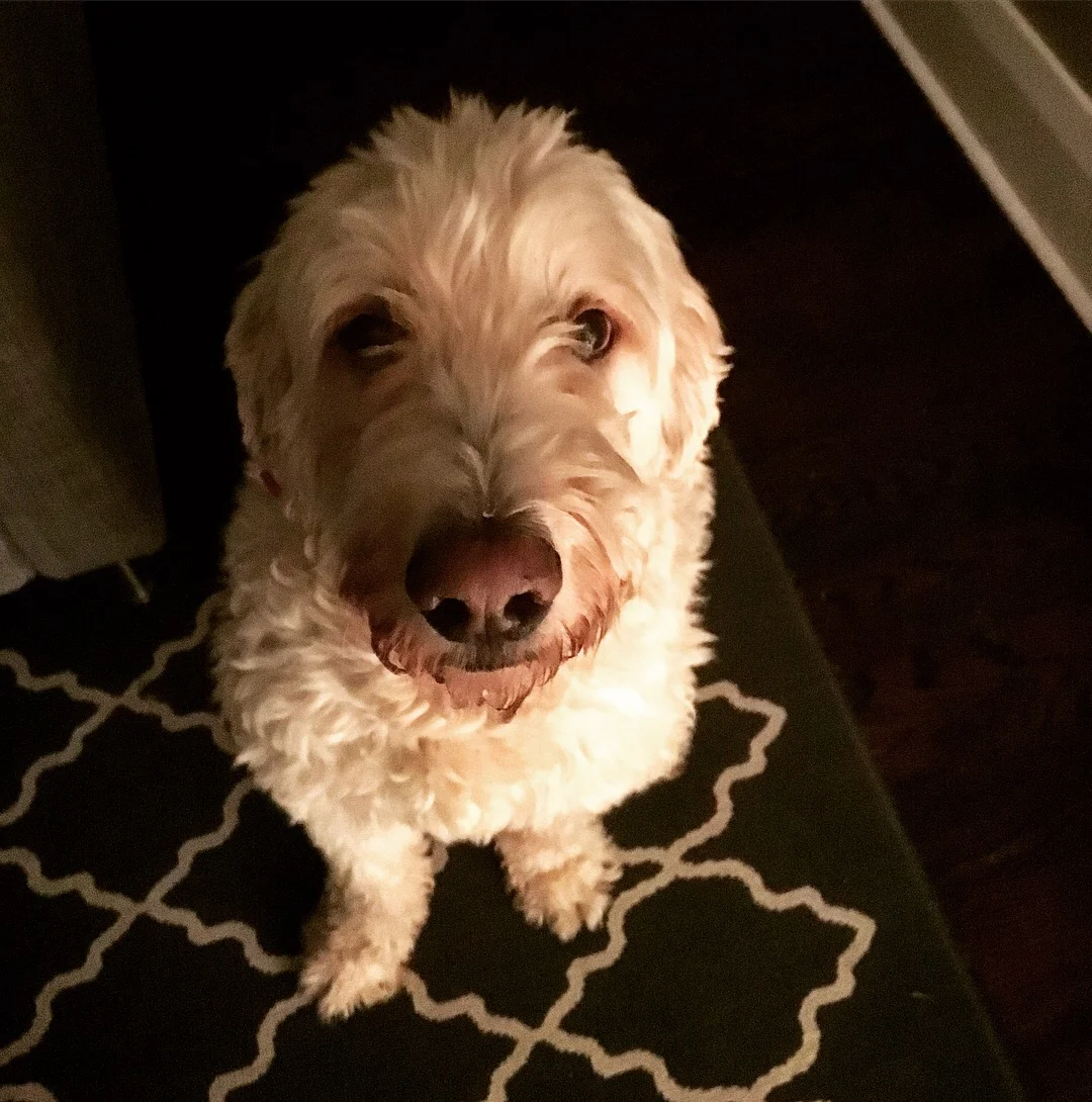 PEANUT - Goldendoodle