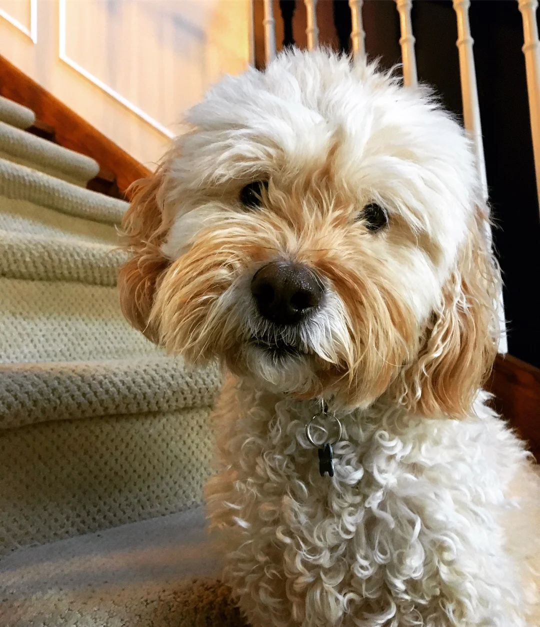 BUDDY - Cockapoo