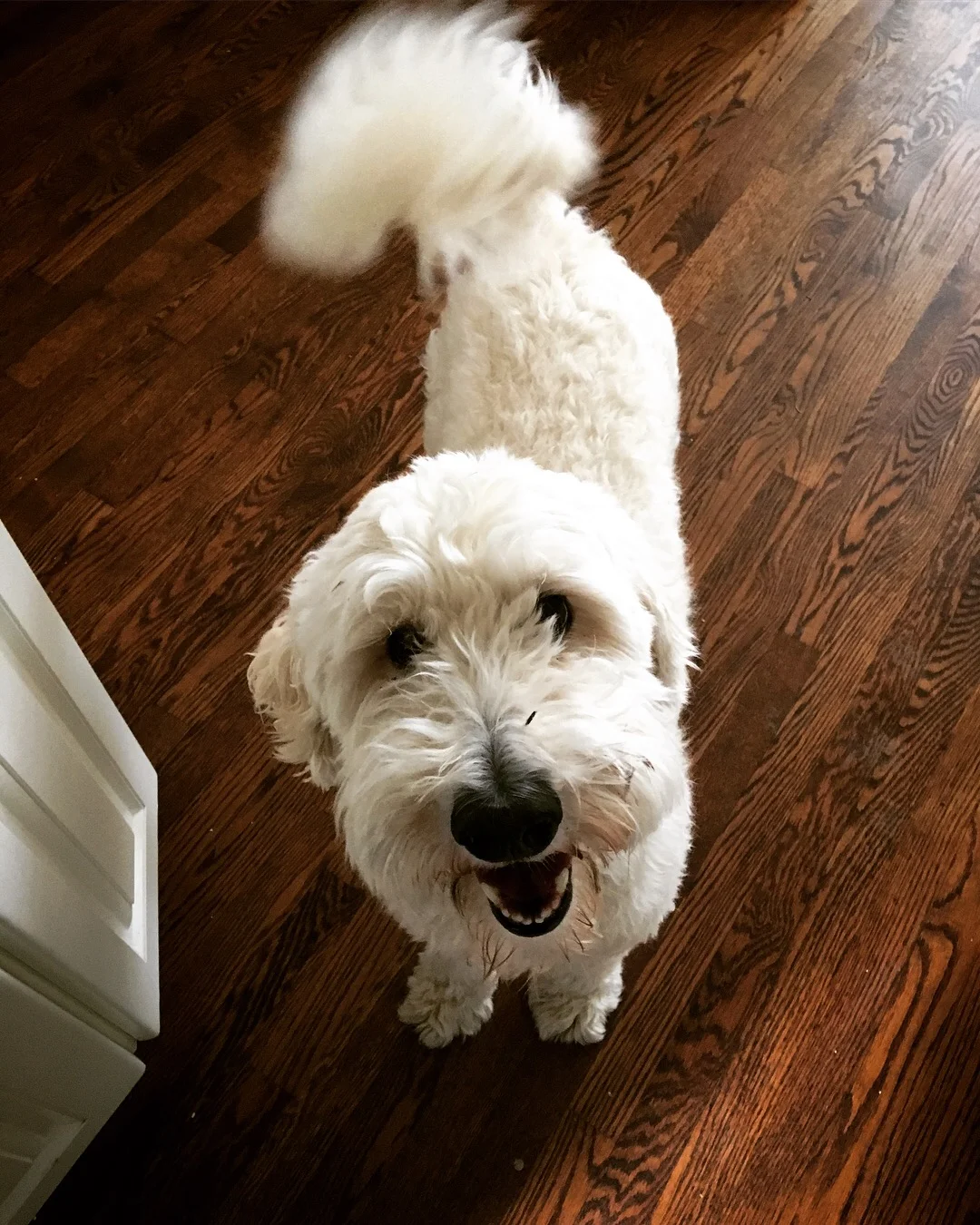 TEDDY - Goldendoodle