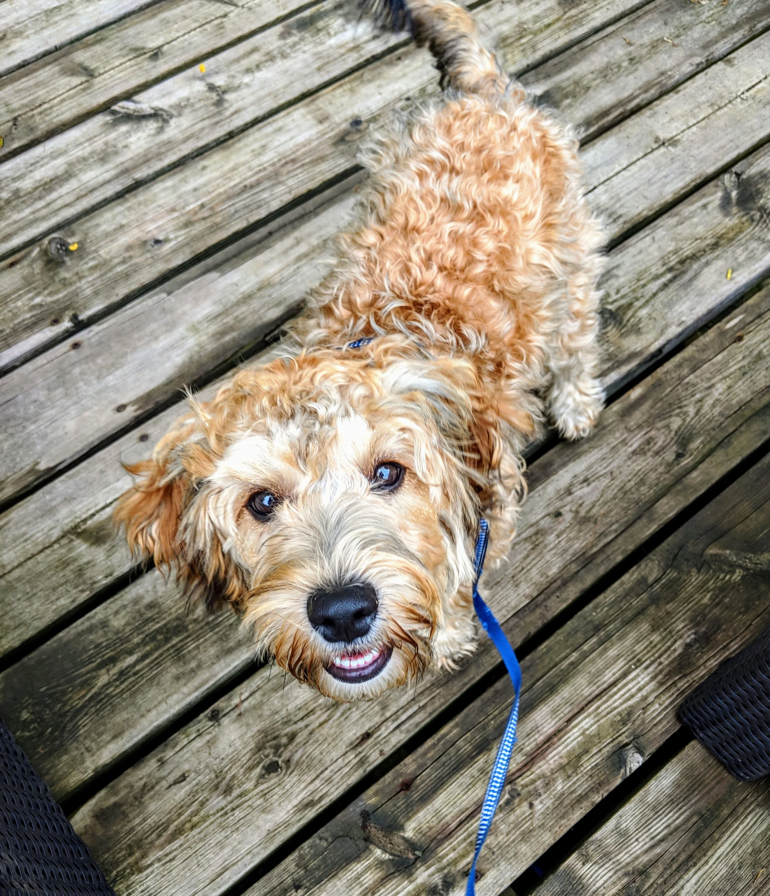 COCO - Cockapoo