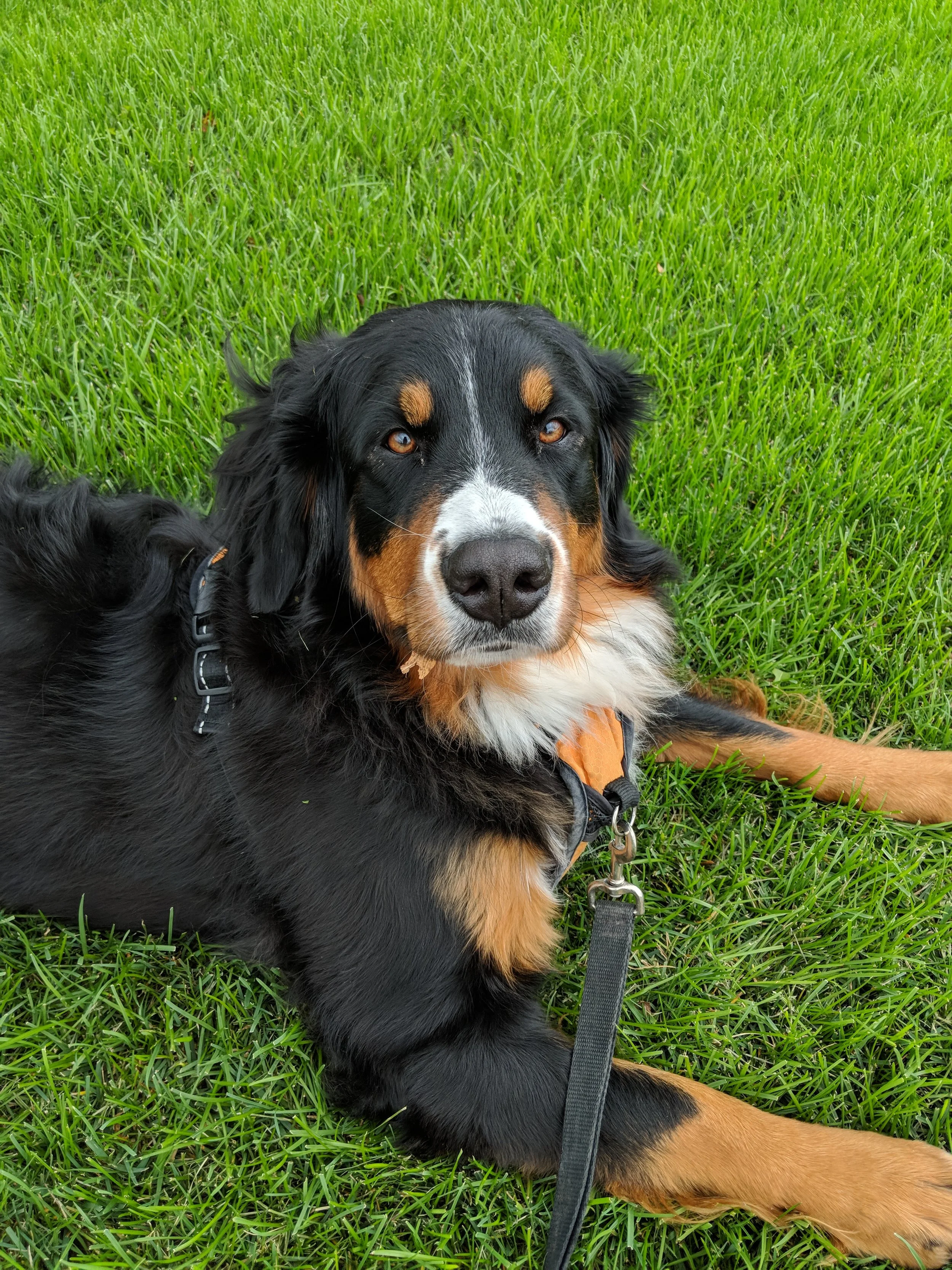DANI - Bernese Mountain Dog