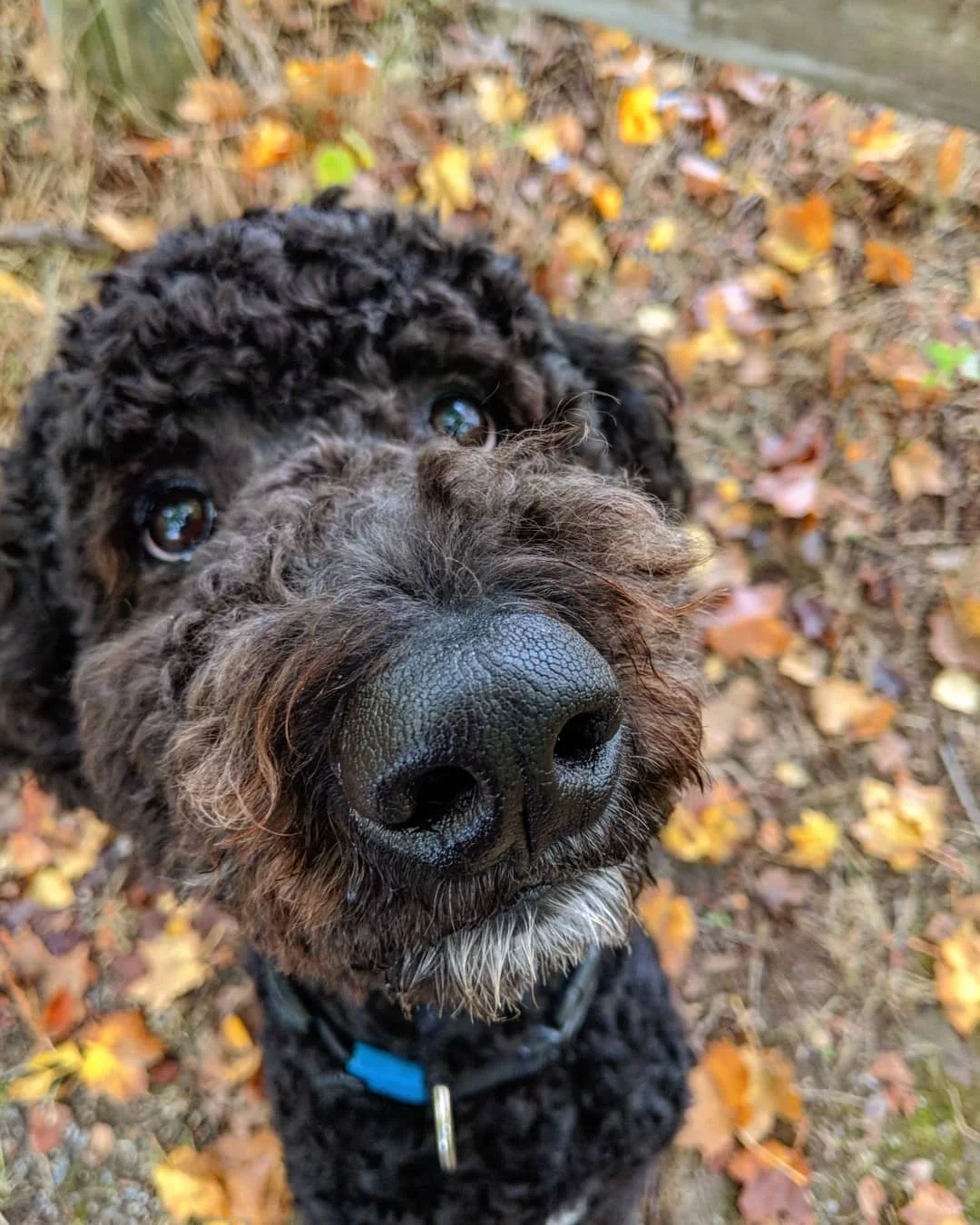 JASPER - Goldendoodle