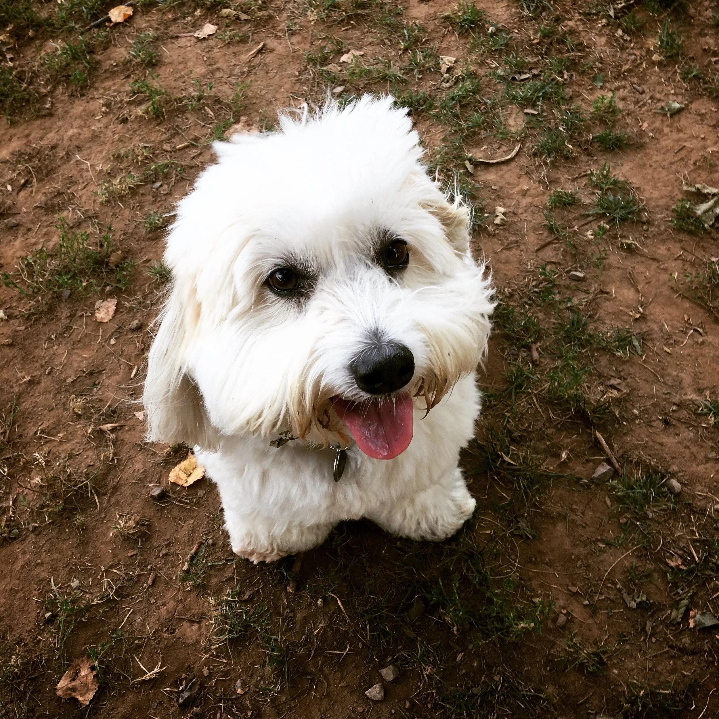 BUDDY - Coton Detulear