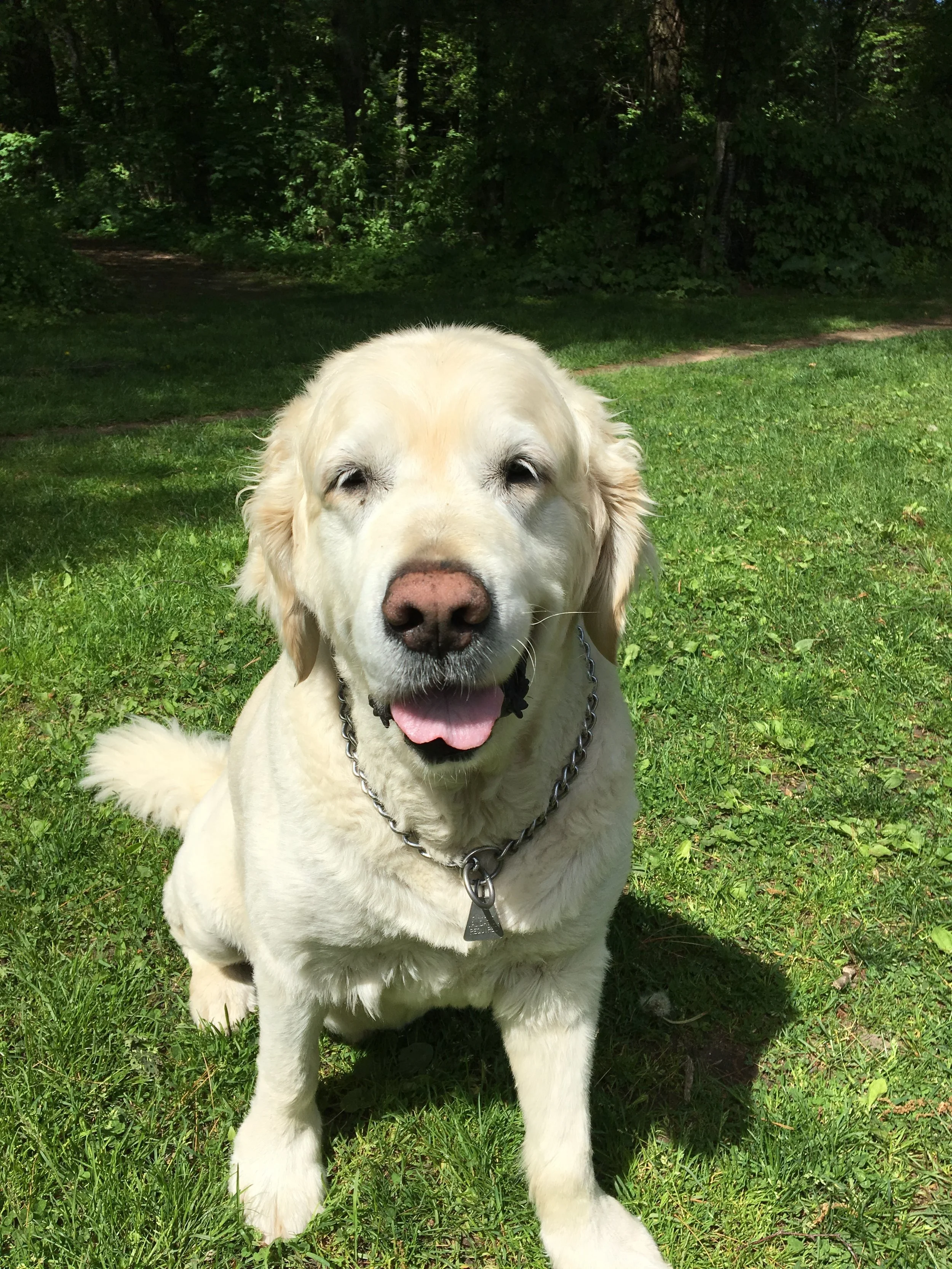 TIMBER - Golden Retriever