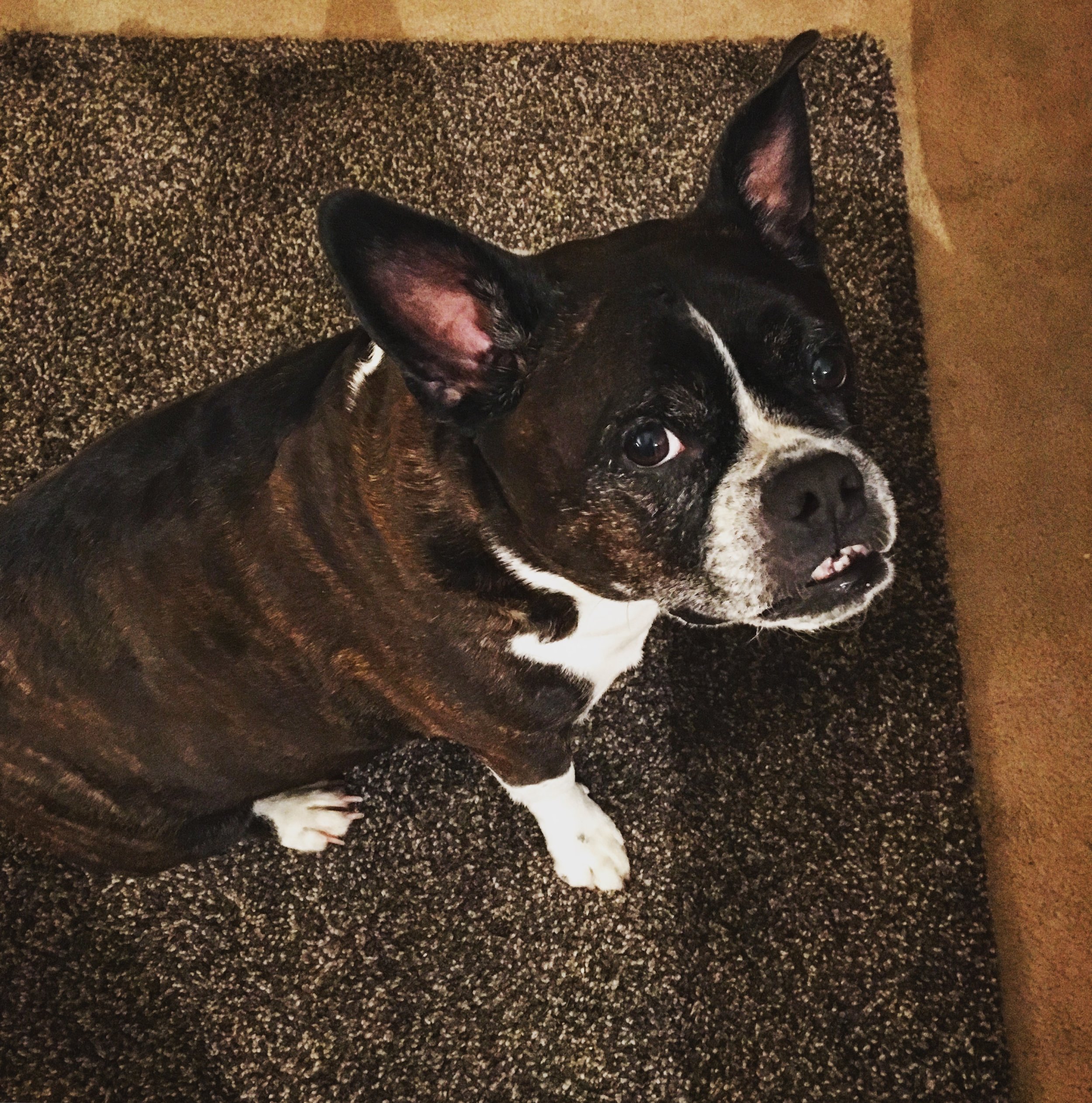 WRIGLEY - Boston Terrier/French Bulldog Mix