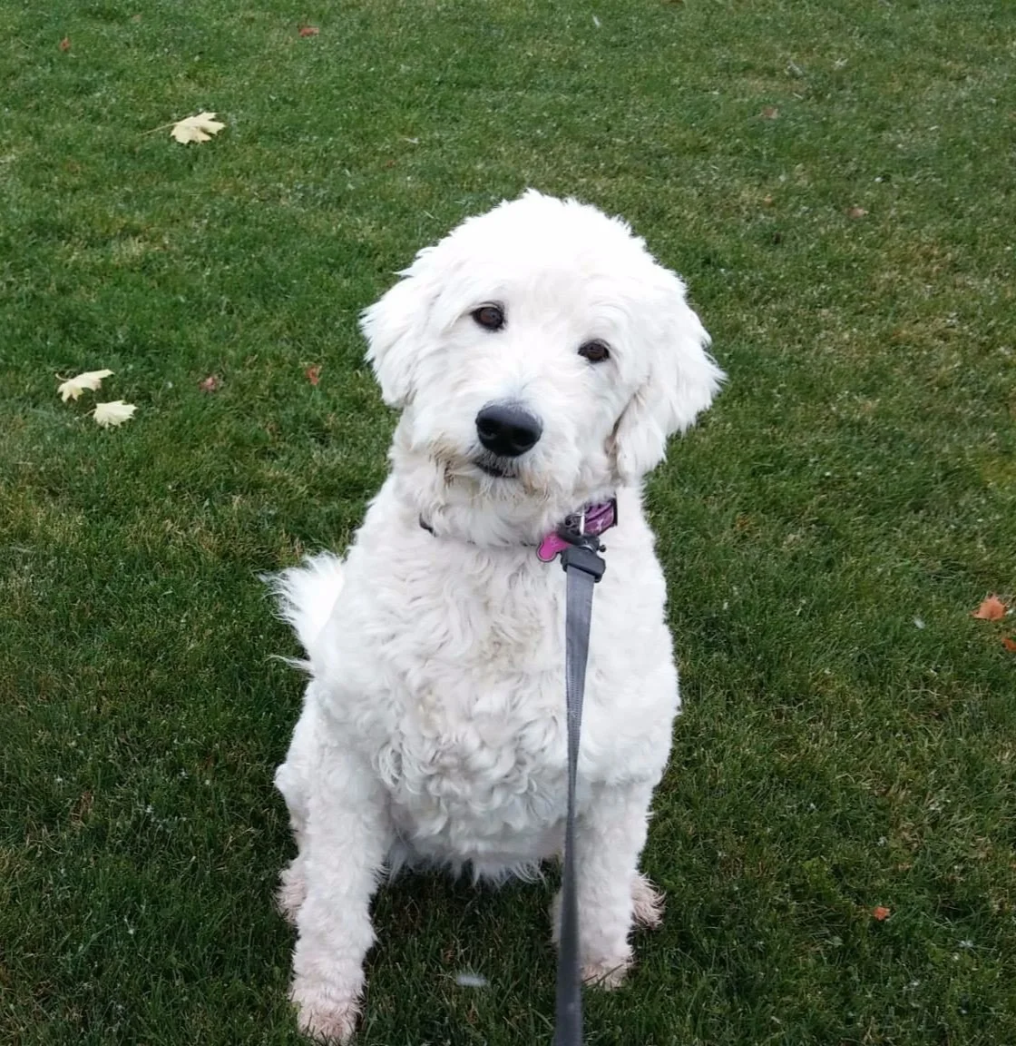 SHYLAH - Goldendoodle