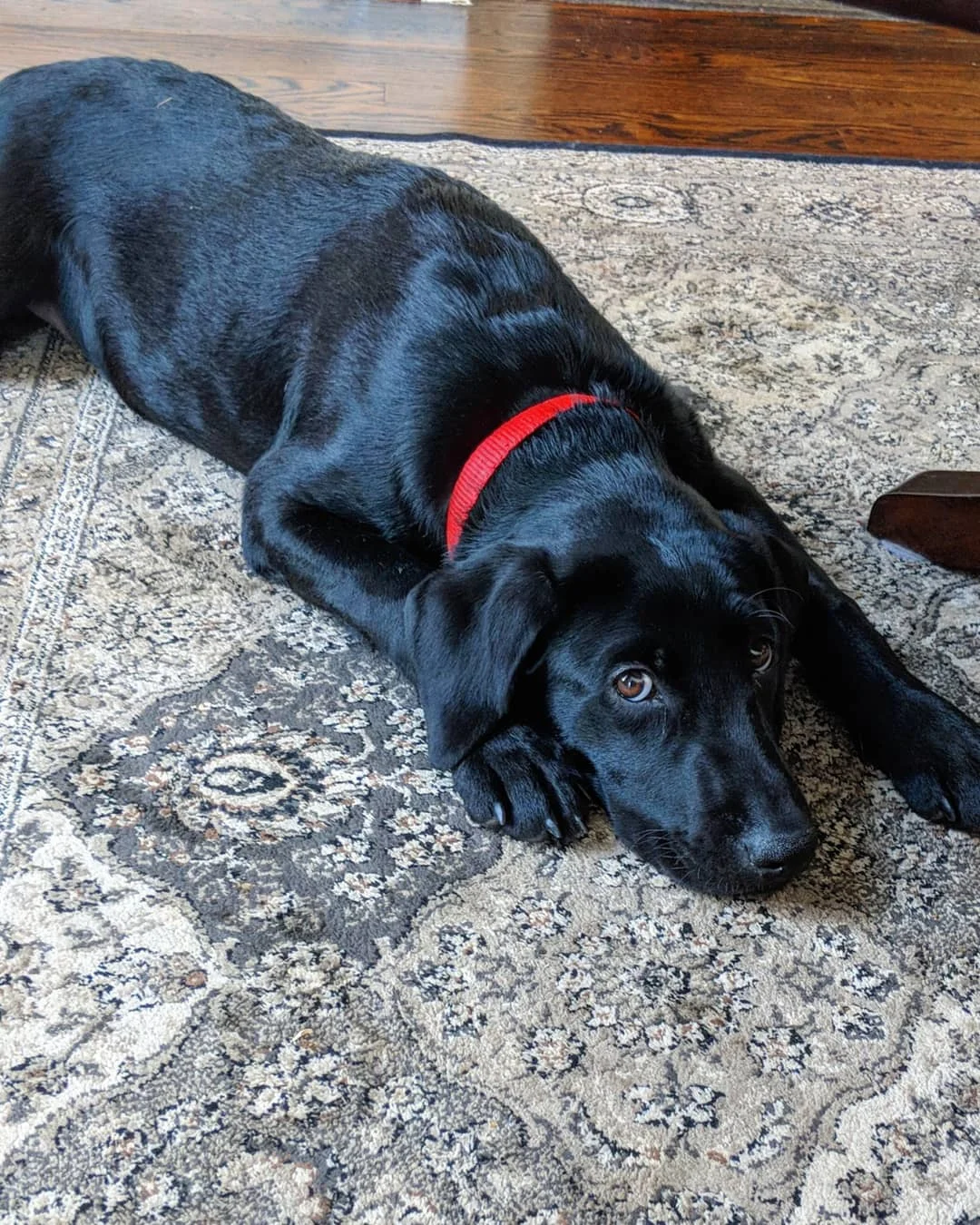 BLAKELY - Lab Mix (Rescue)