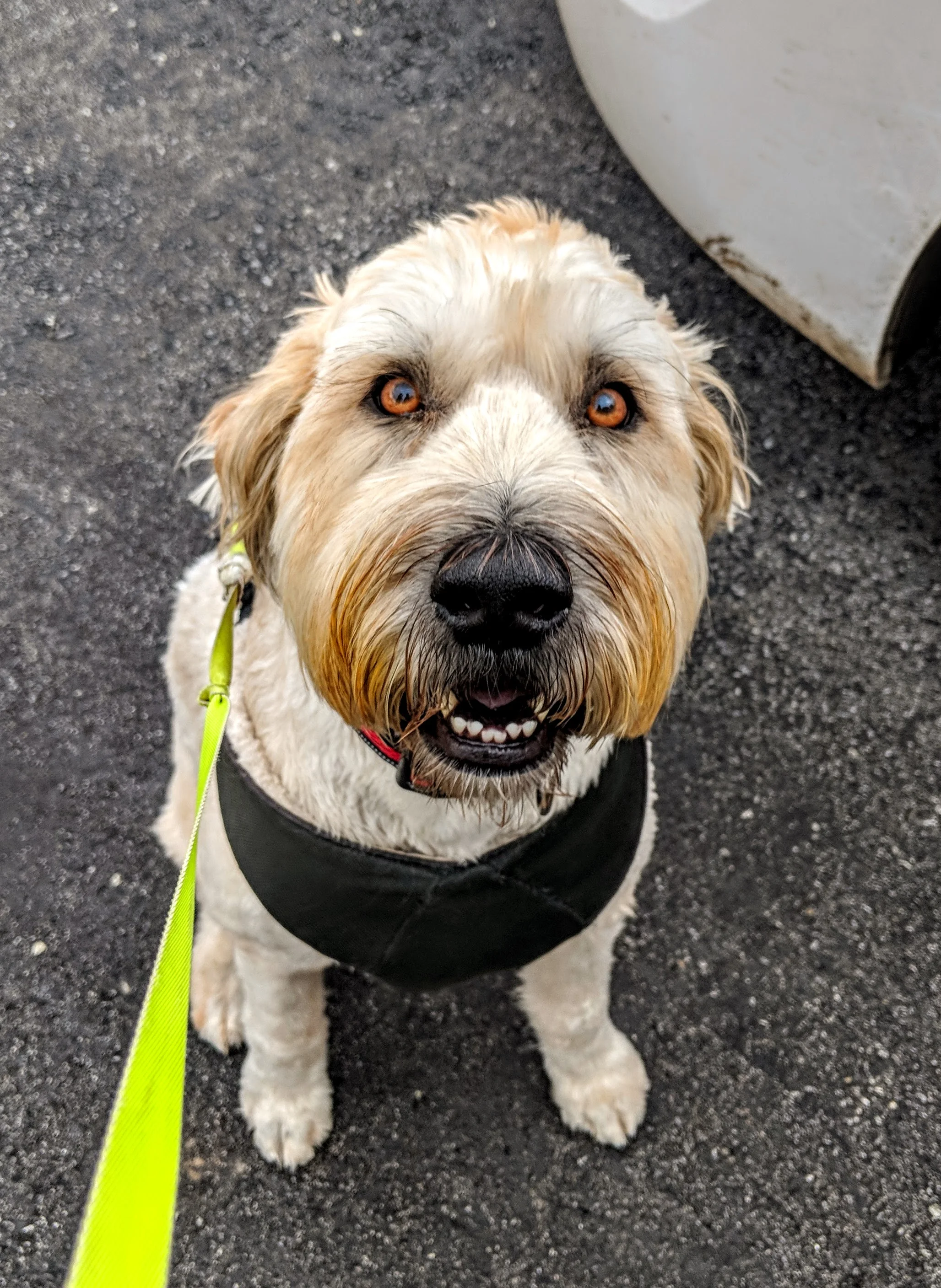RORY - Wheaten Terrier