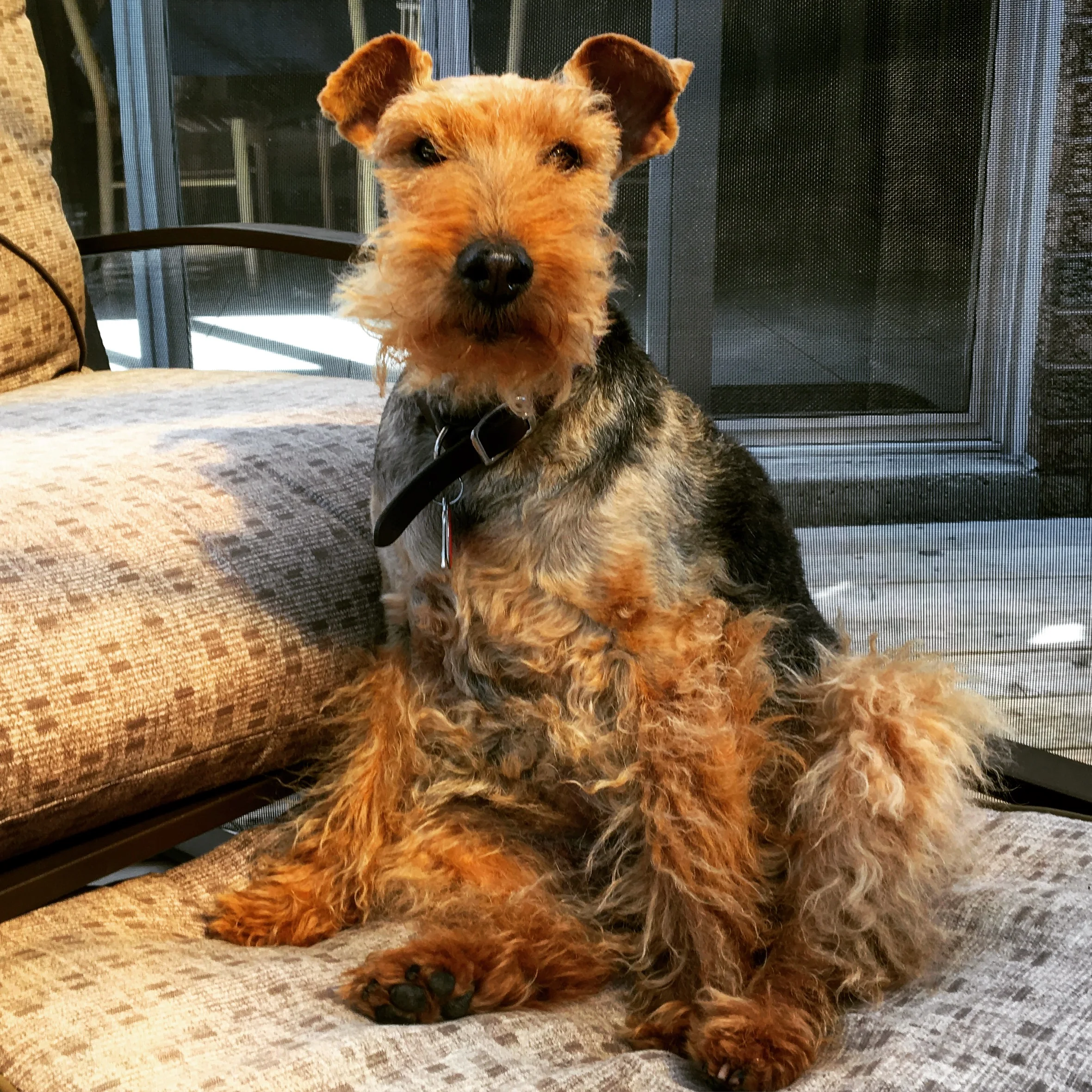 LUCY - Welsh Terrier