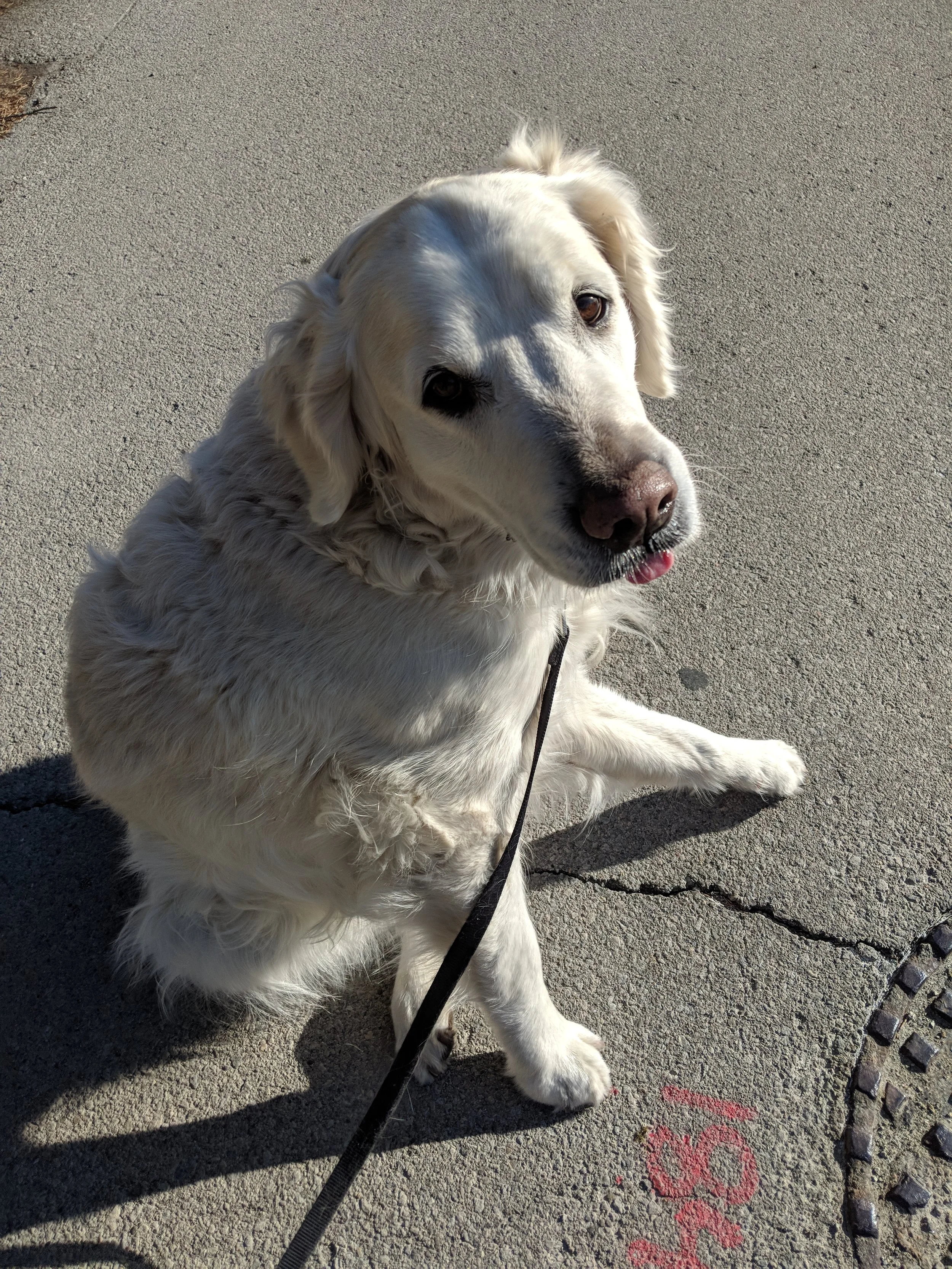 FINLEY - Golden Retriever