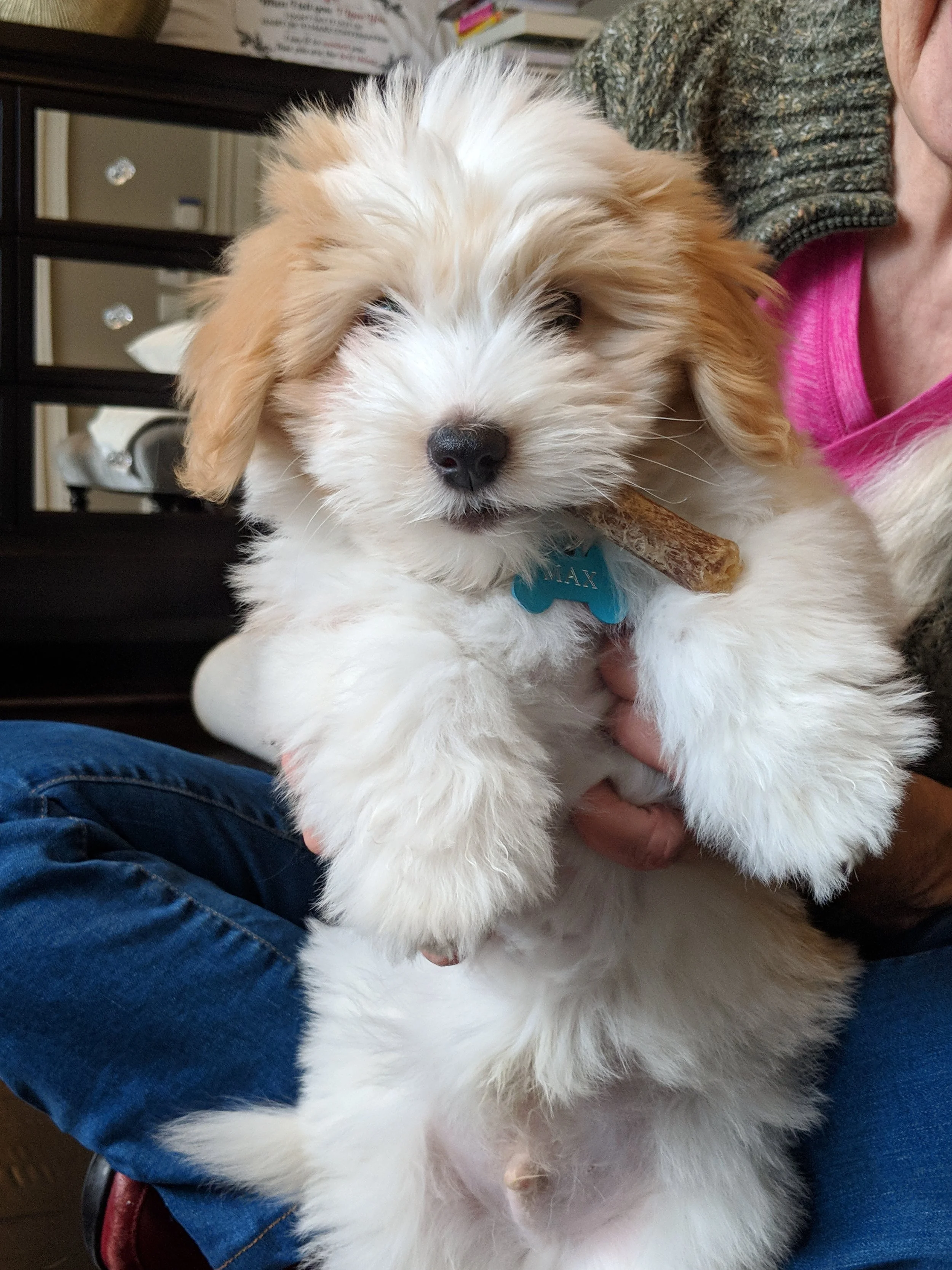 MAX - Coton De Tulear