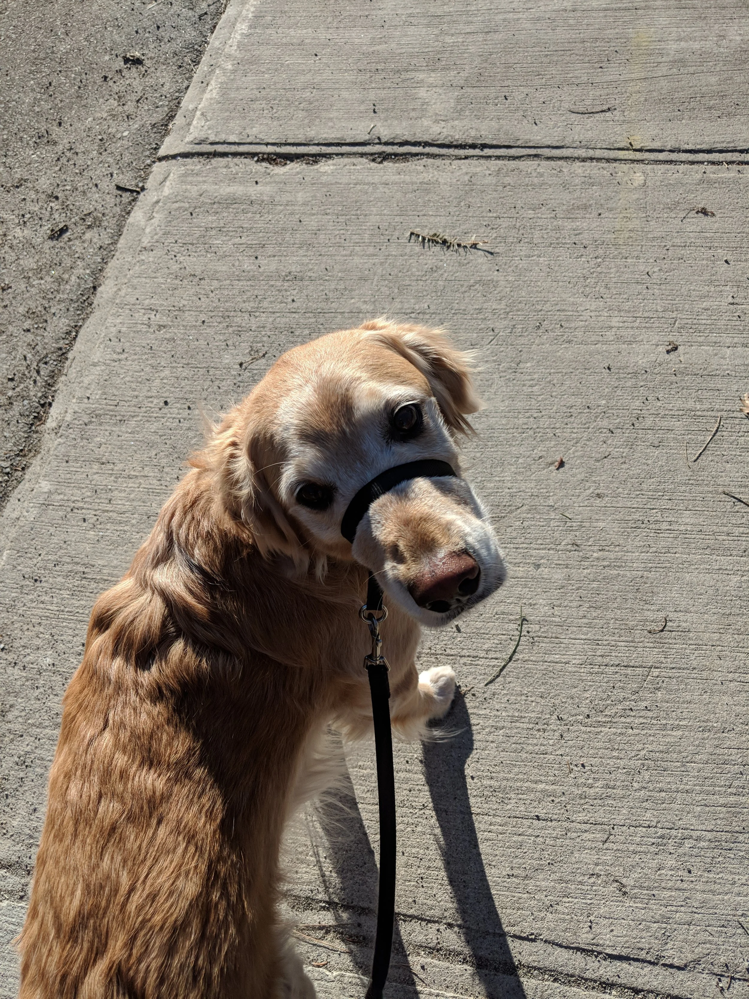 ROBBIE - Golden Retriever (Rescue)