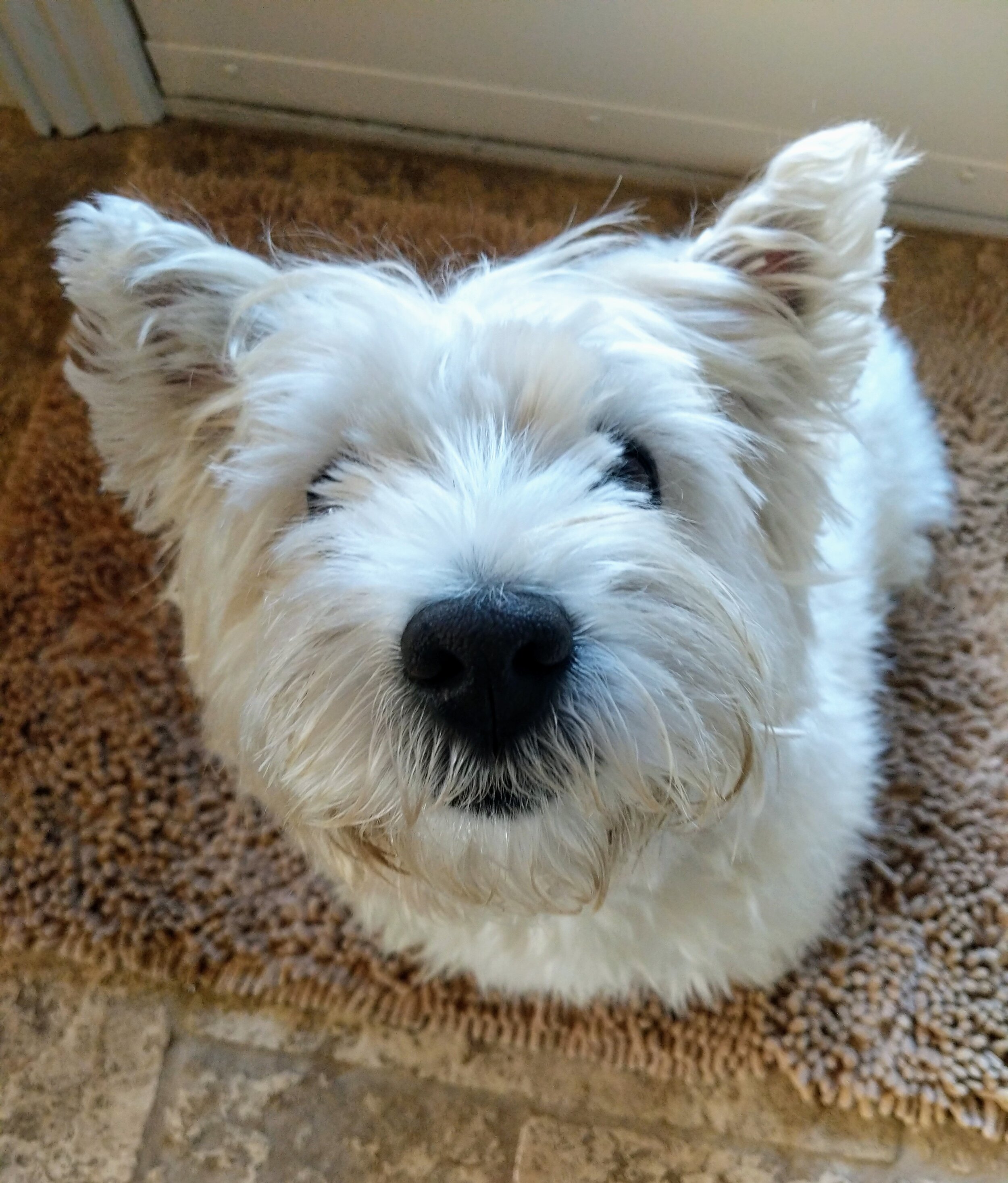 KIRA - West Highland Terrier