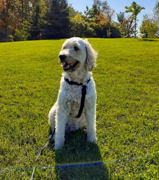TESSA - Goldendoodle