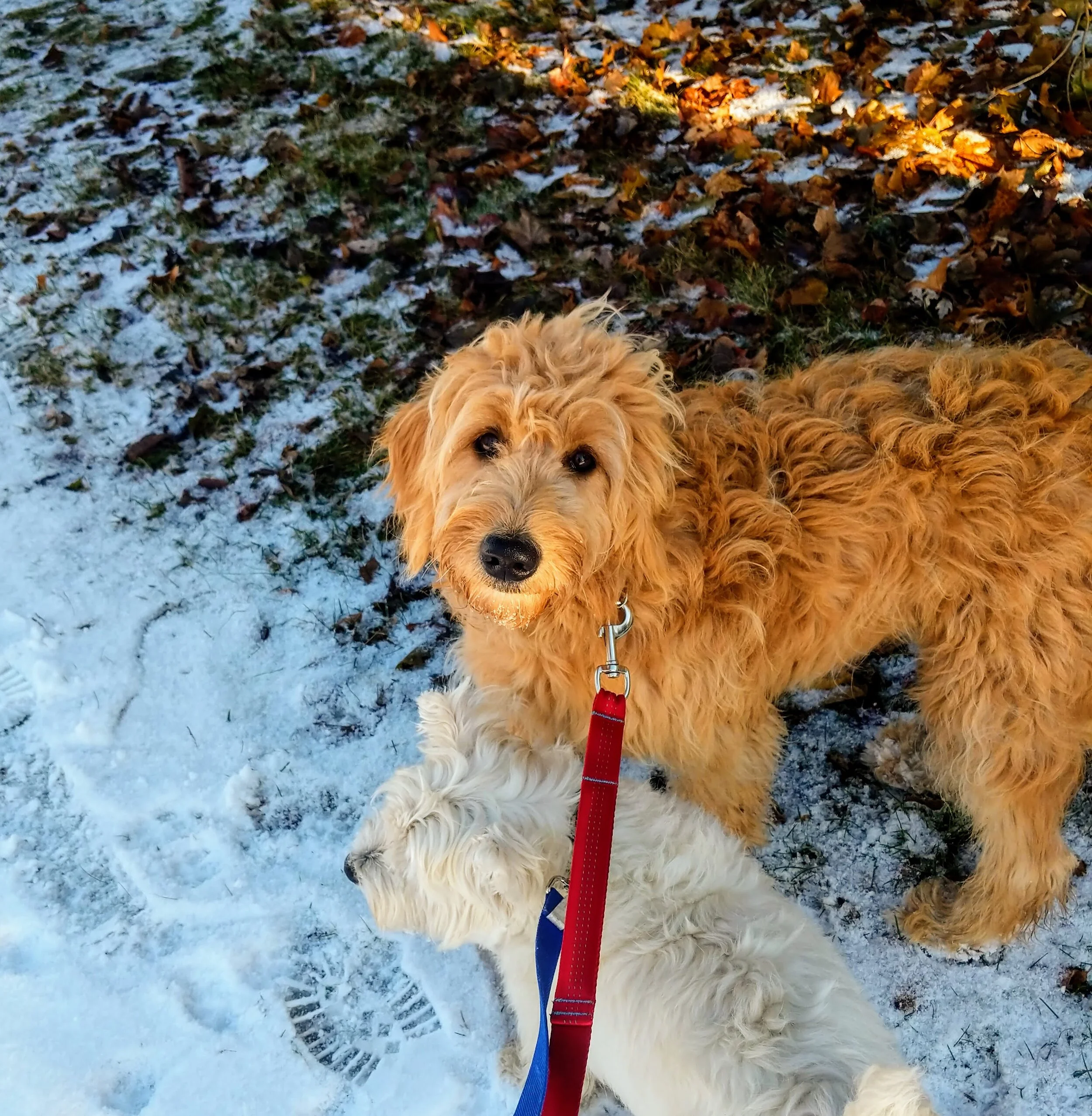 SADIE - Goldendoodle