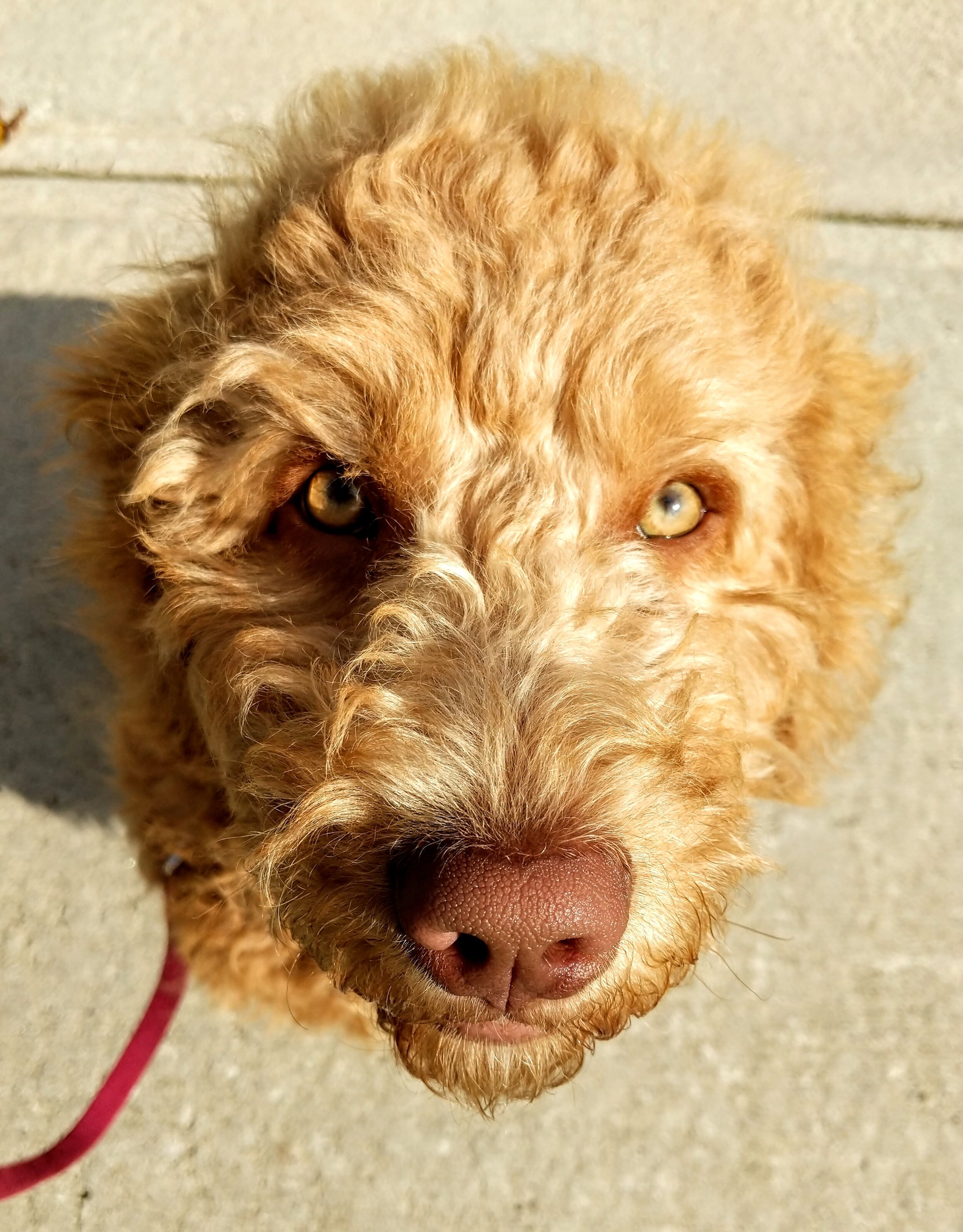 WINNIE - Goldendoodle