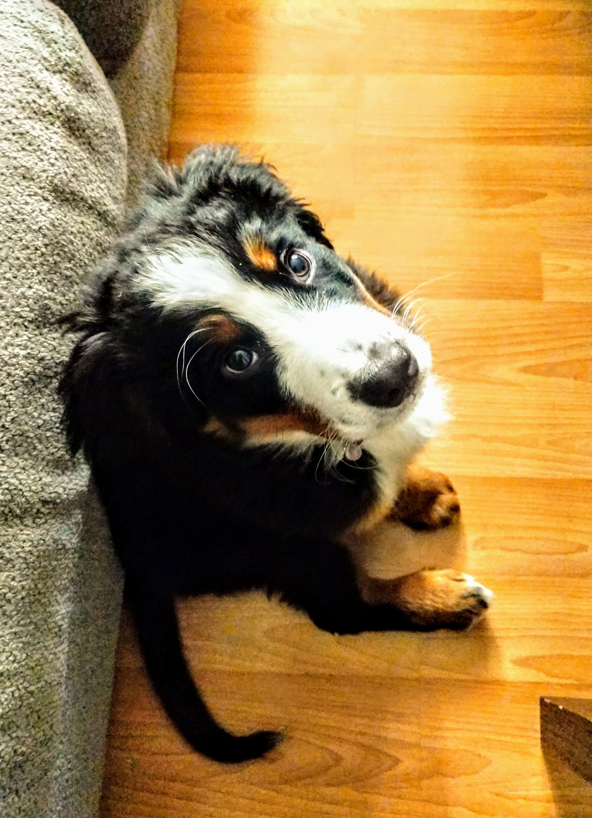 ABBY - Bernese Mountain Dog