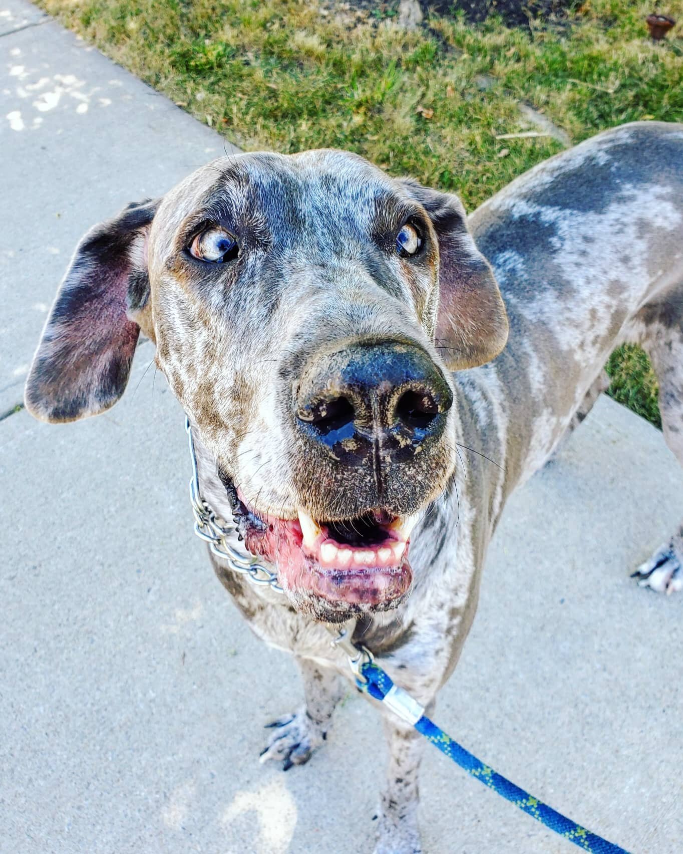 RACY - Great Dane