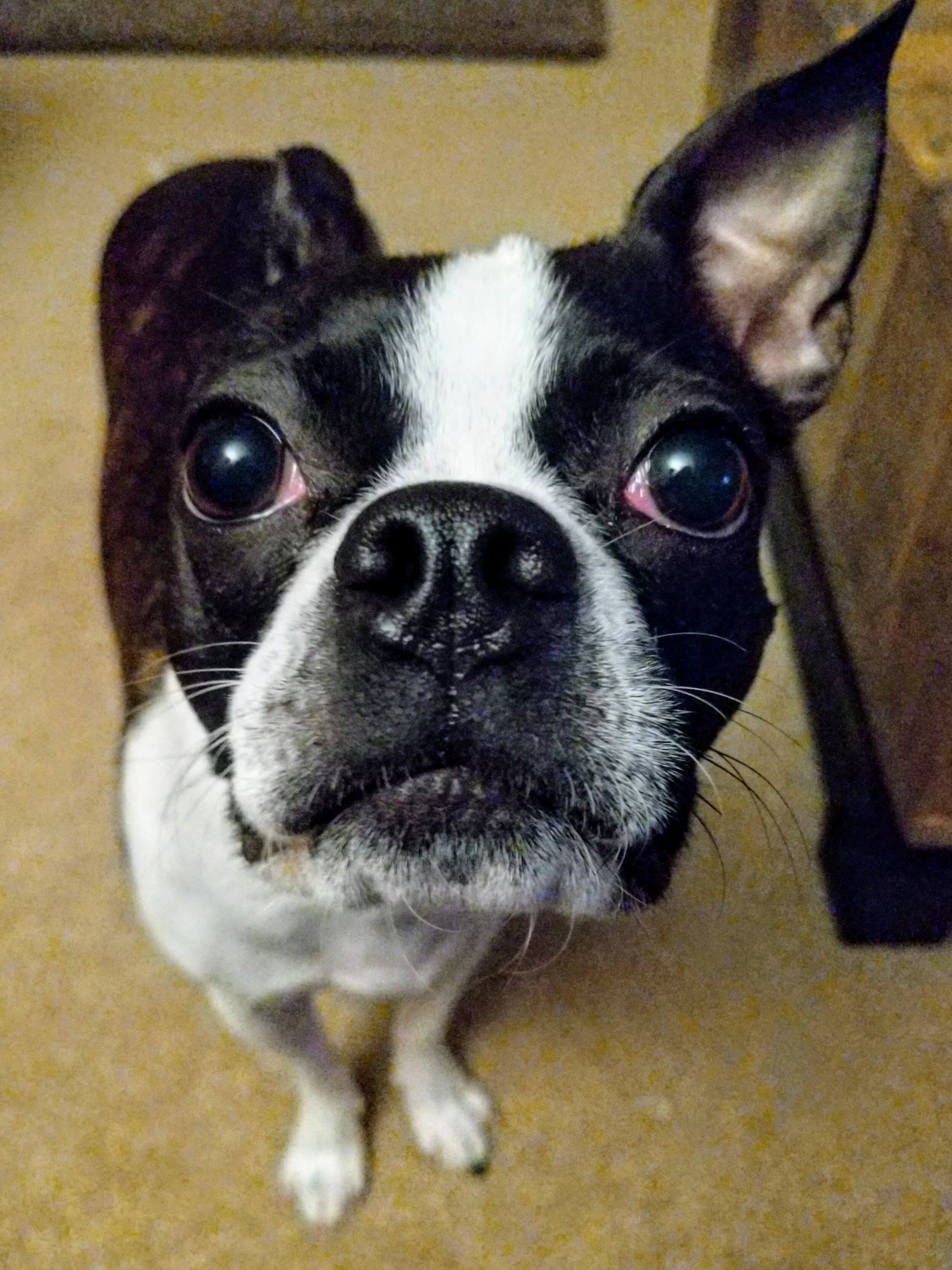 PEARL - Mini Boston Terrier
