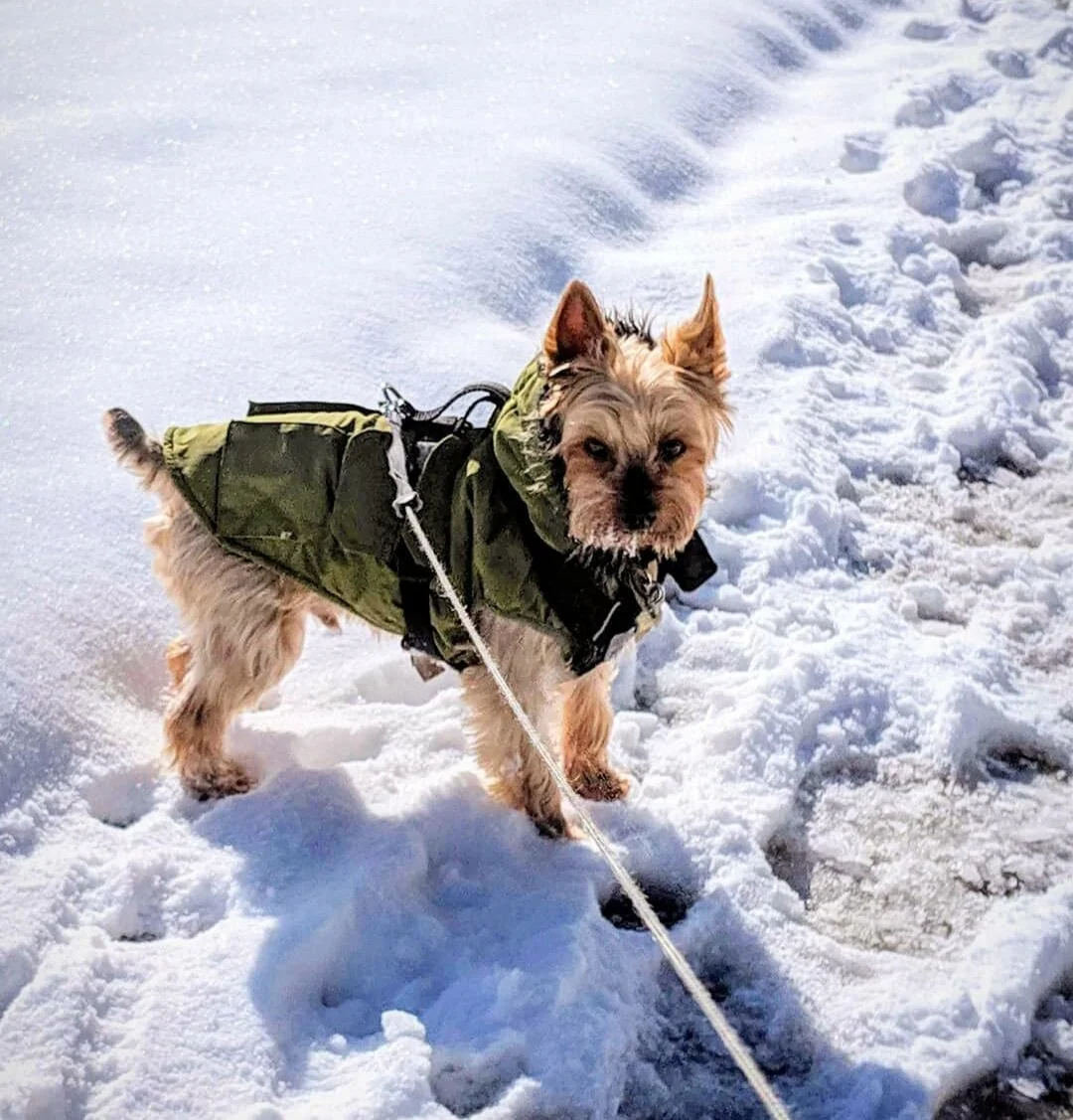 PARKER - Yorkshire Terrier