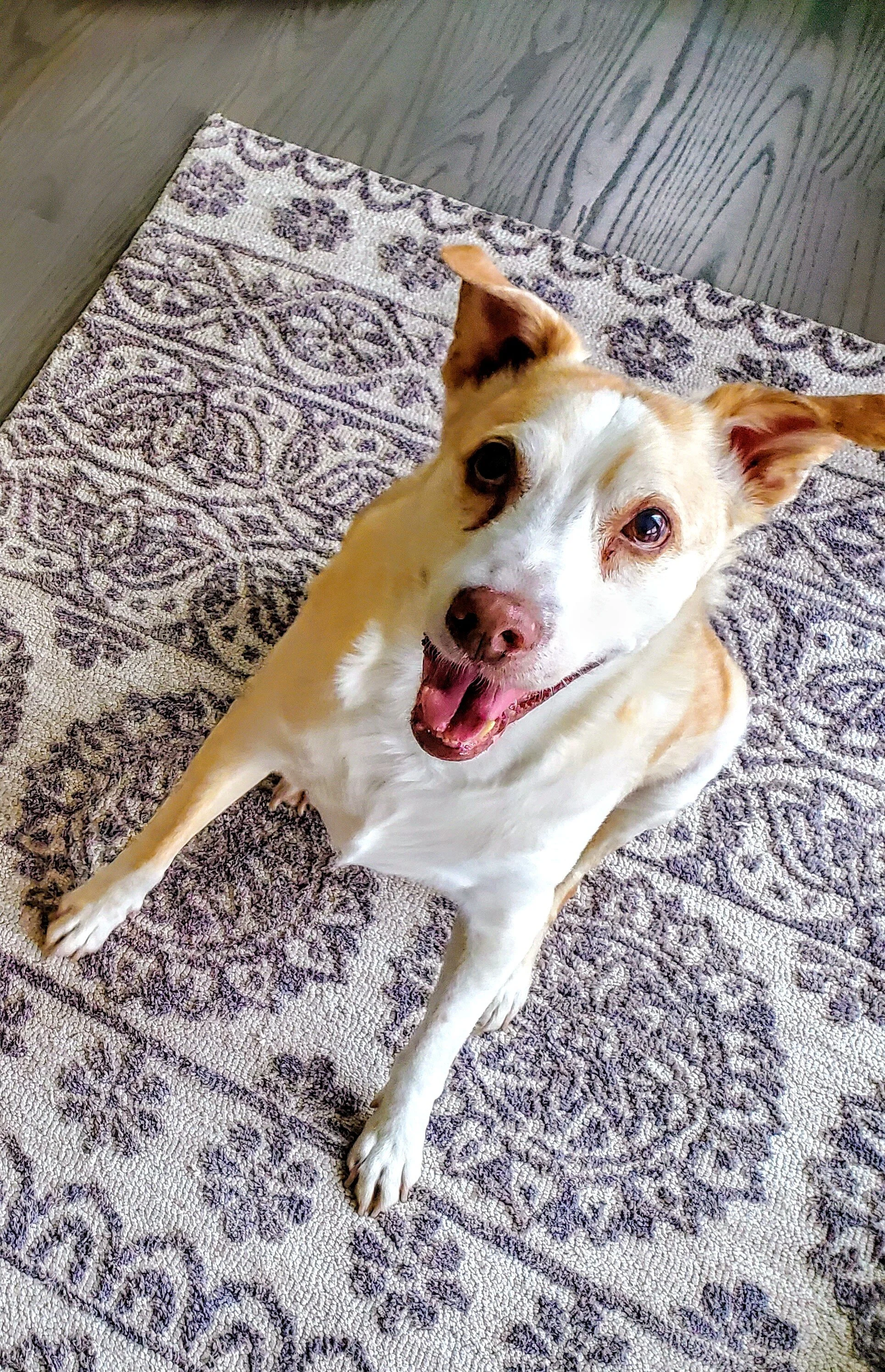 SOLO - Mexican Rescue Dog