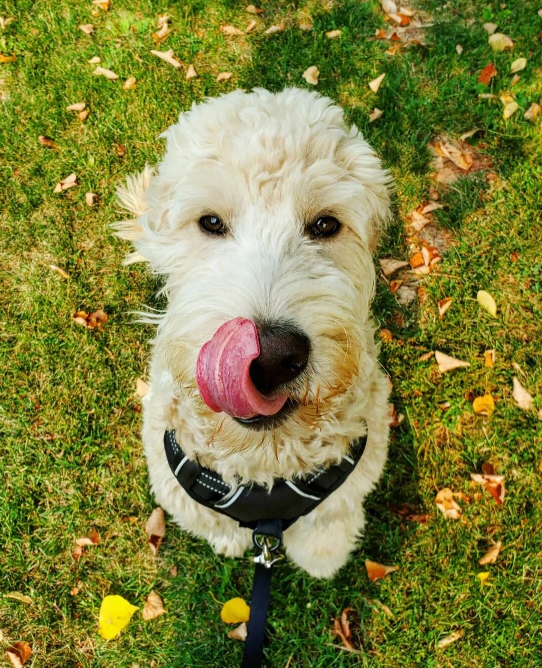 HANK - Goldendoodle