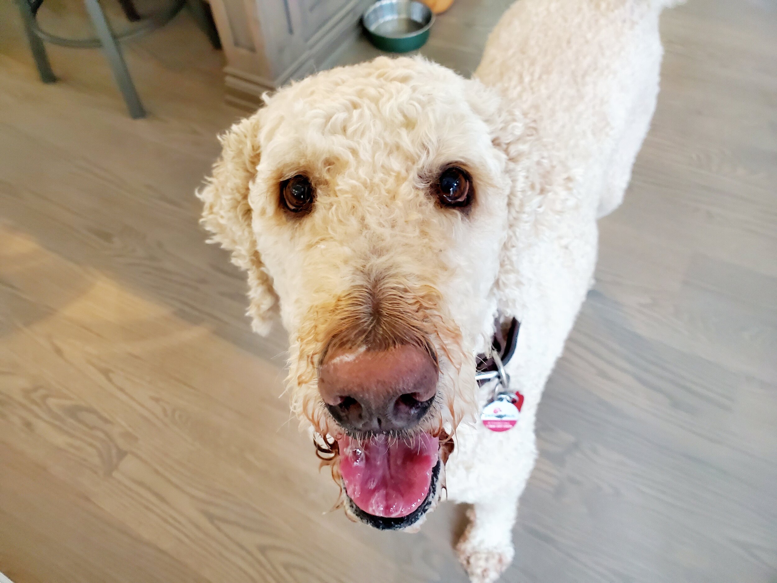 FINLAY - Goldendoodle