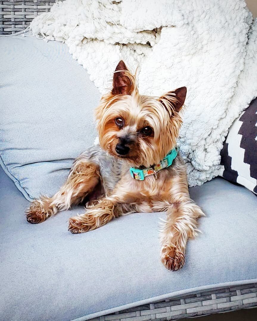 MADELEINE - Yorkshire Terrier