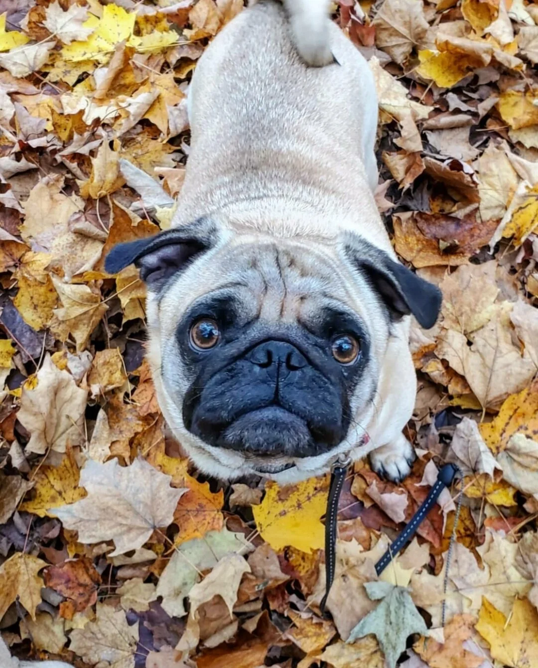 COCO - Pug