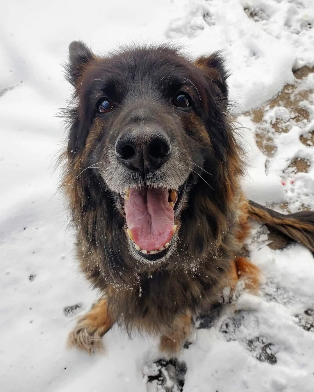 LIZZIE - Shepherd Mix